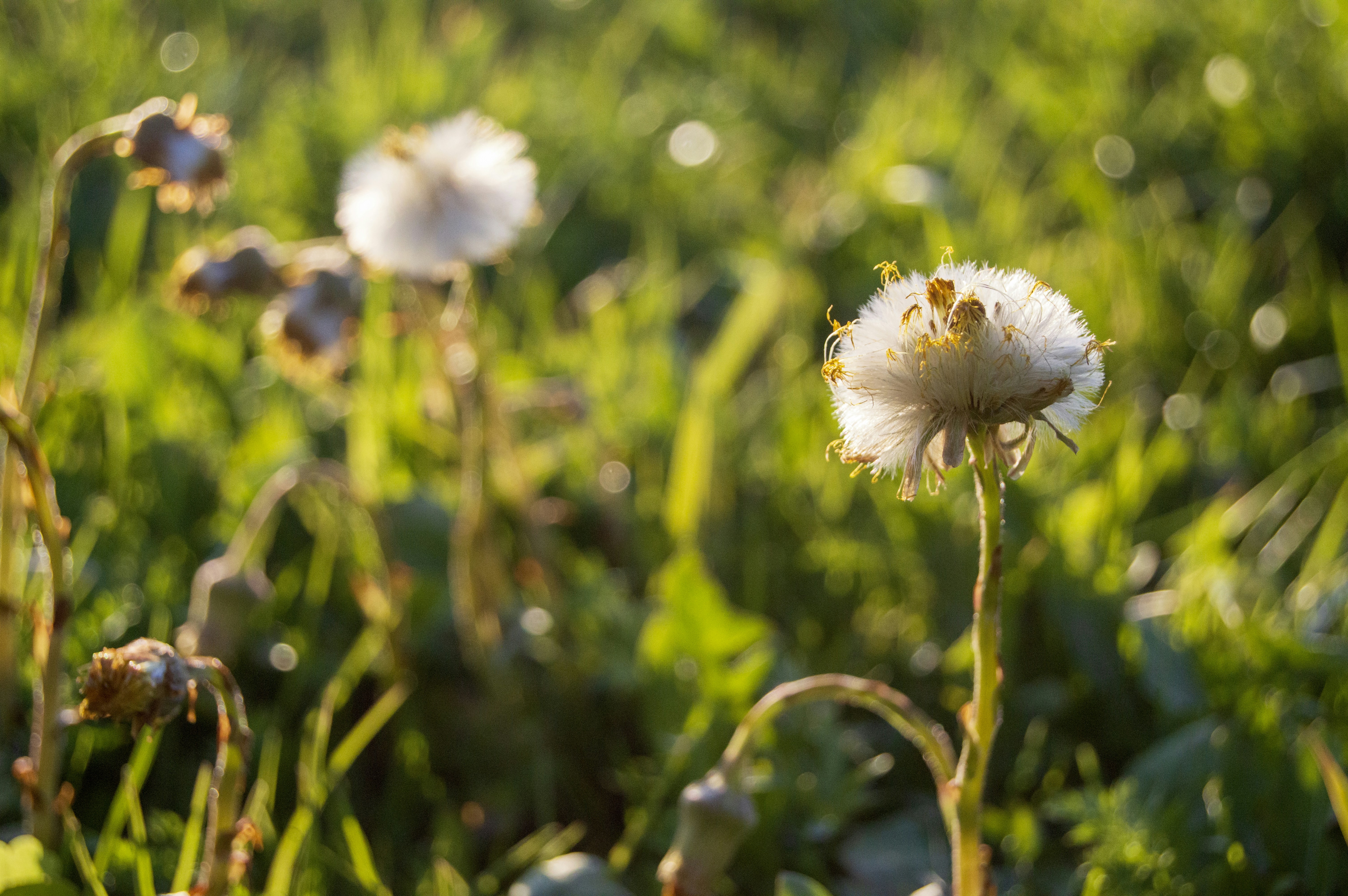 Photo by frosted_vulpes_ferrilata