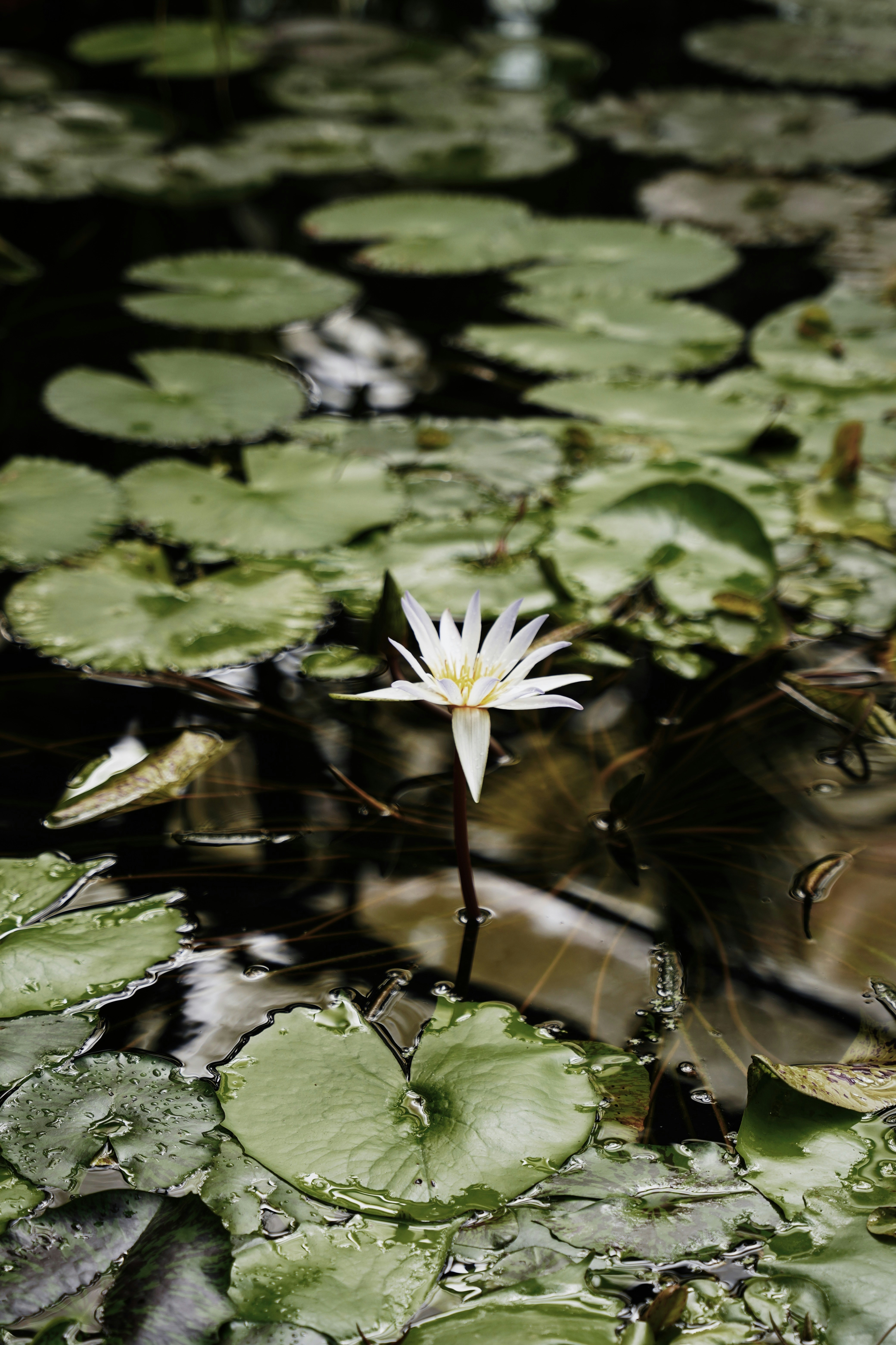 a white flower floating on top of a pond of water