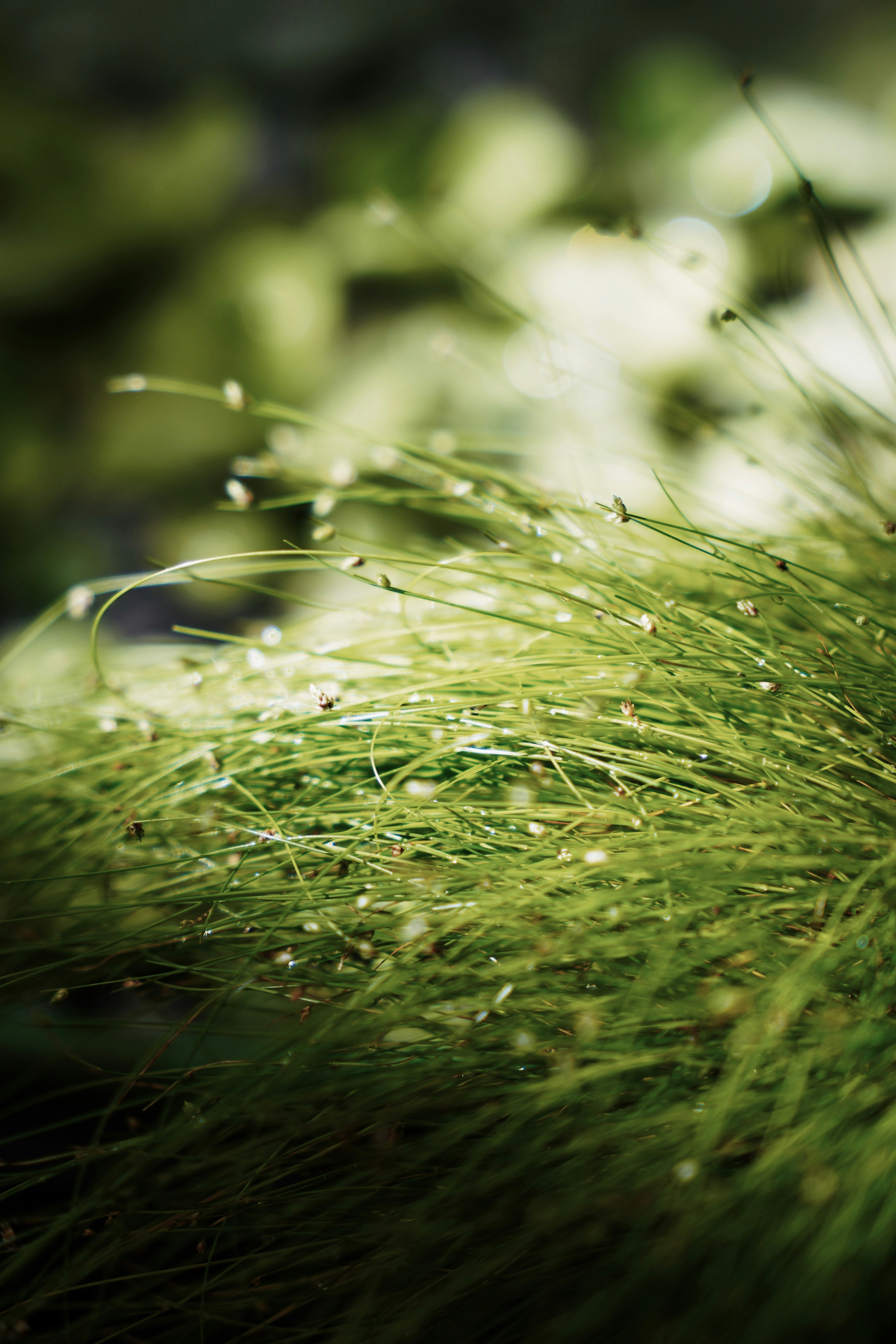 a close up of a green plant with drops of water on it