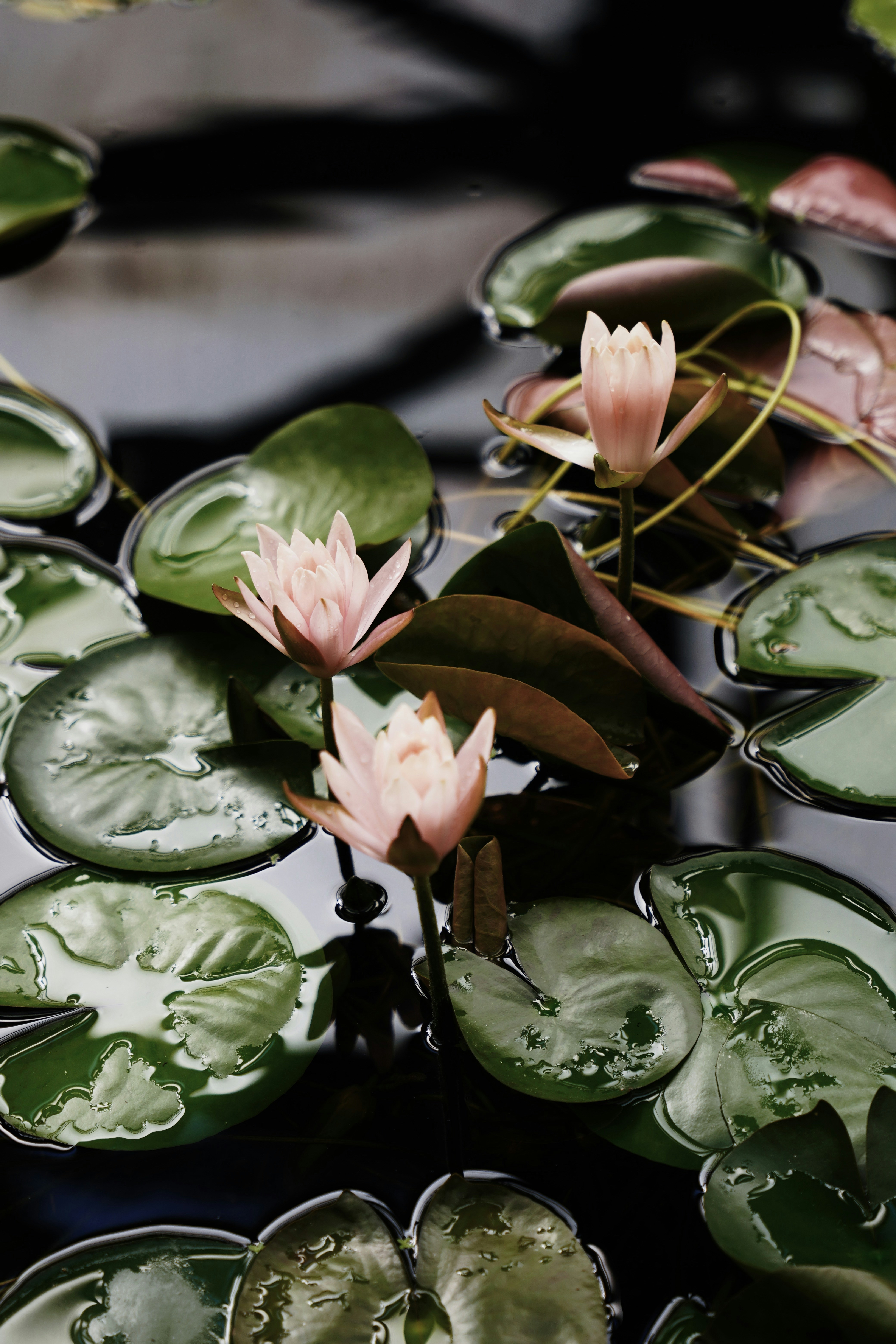 a group of water lilies floating on top of a pond