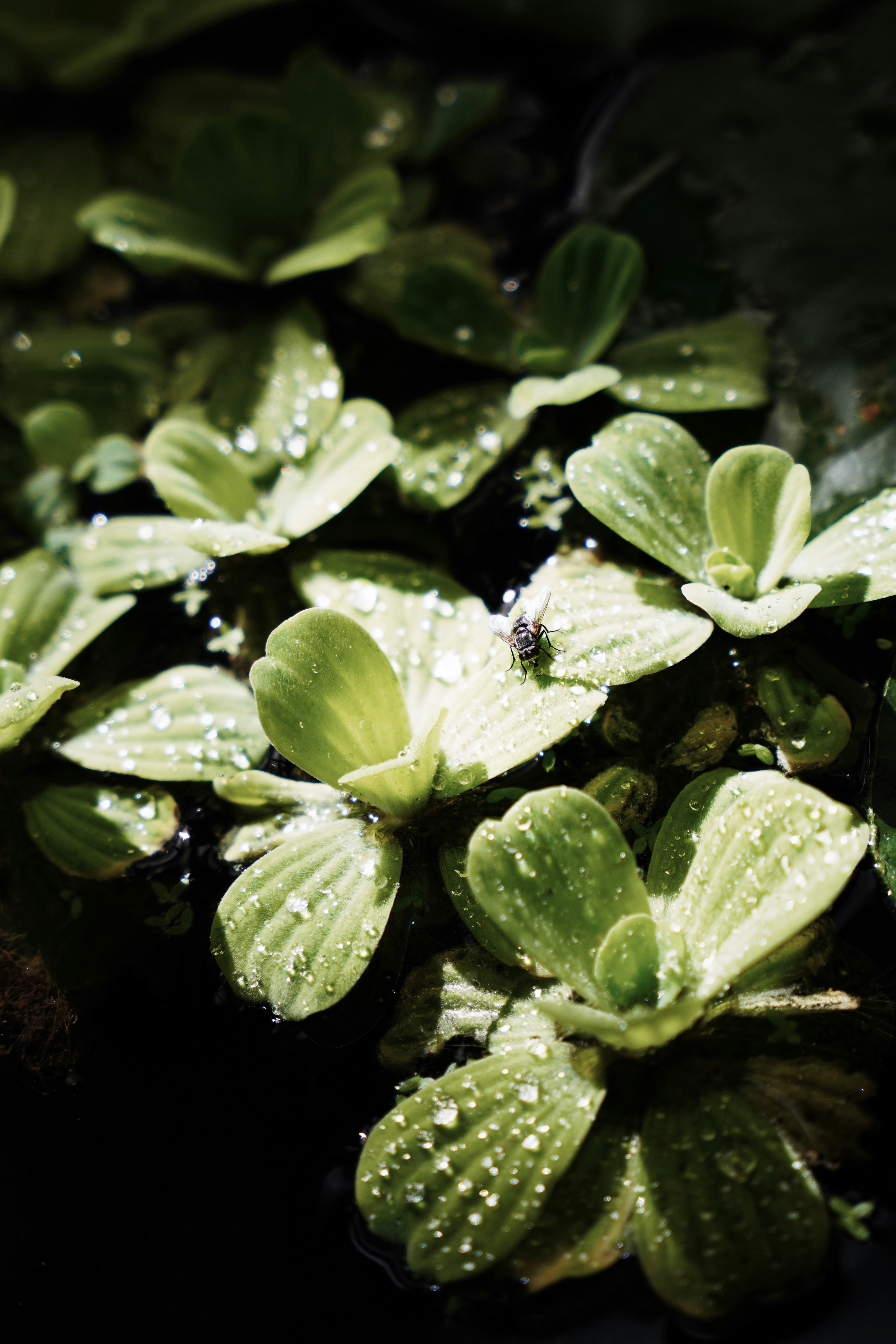 a group of green plants with water droplets on them