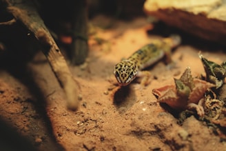 a close up of a lizard on the ground