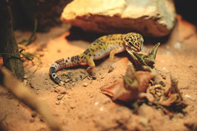 a small gecko sitting on top of a dirt ground