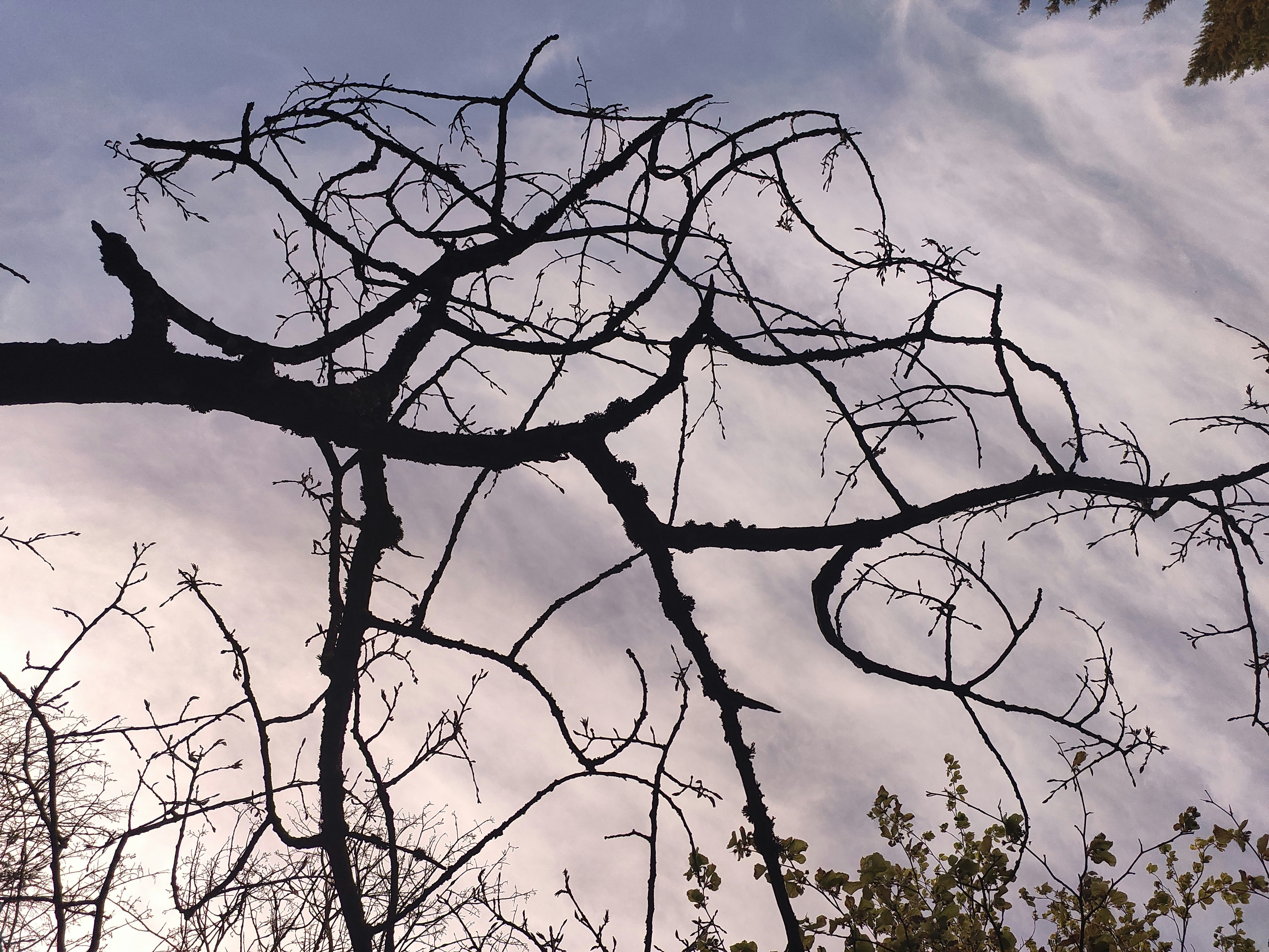 the branches of a tree against a cloudy sky