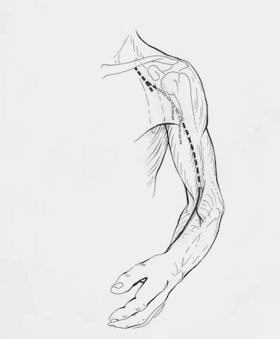 An anatomical drawing of the human arm and shoulder