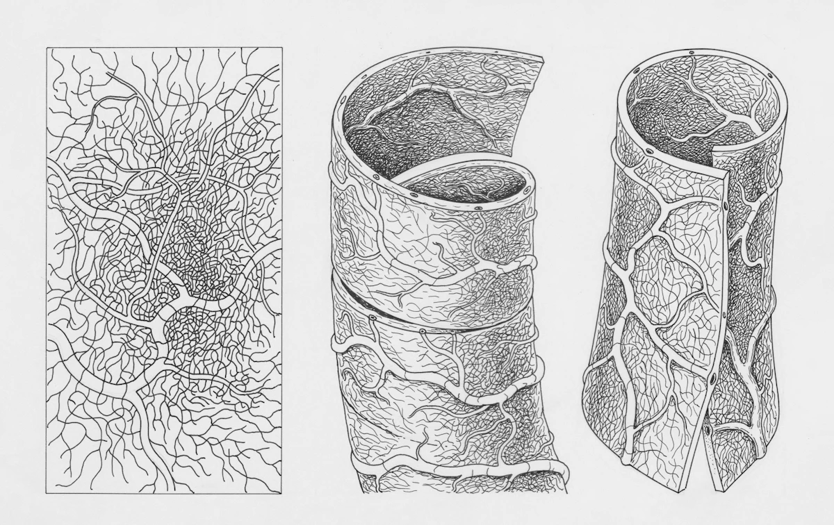 Rete vascolare anatomica &mdash; il grasso viscerale drena direttamente nel fegato attraverso la vena porta