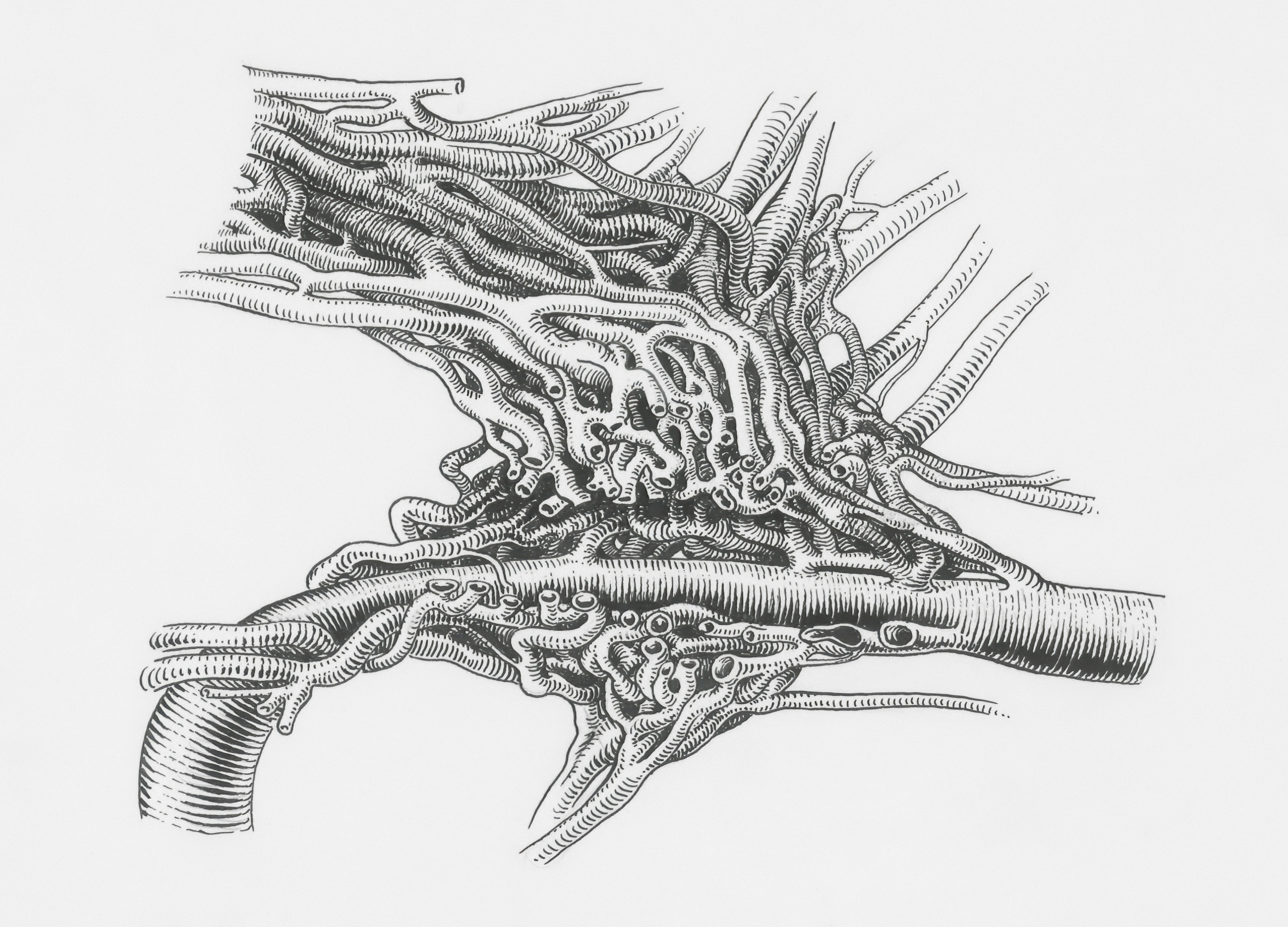 Kloroplas