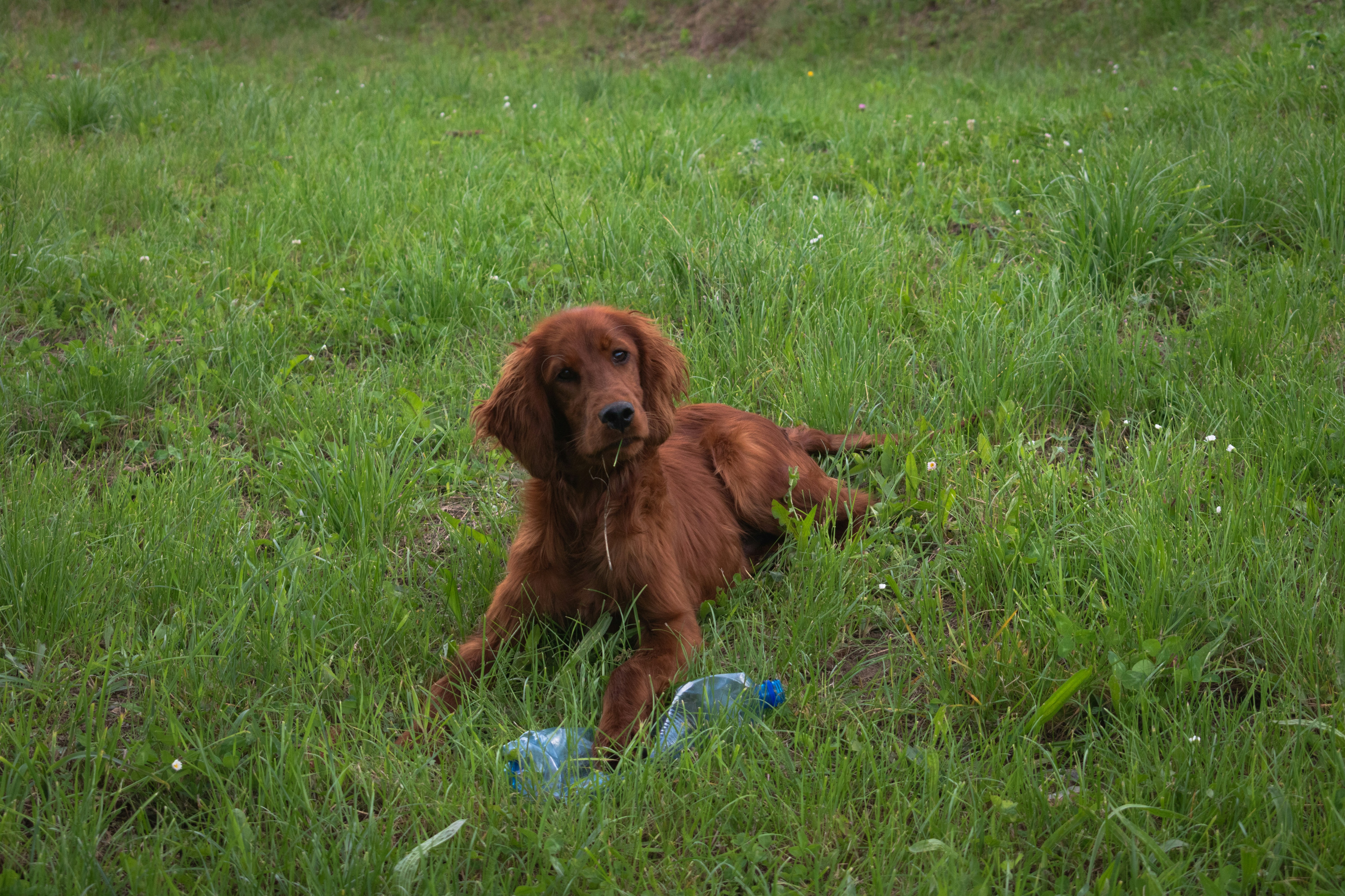 Imágenes de Setter Irlandés | Descarga imágenes gratuitas en Unsplash, image size:3000x2000