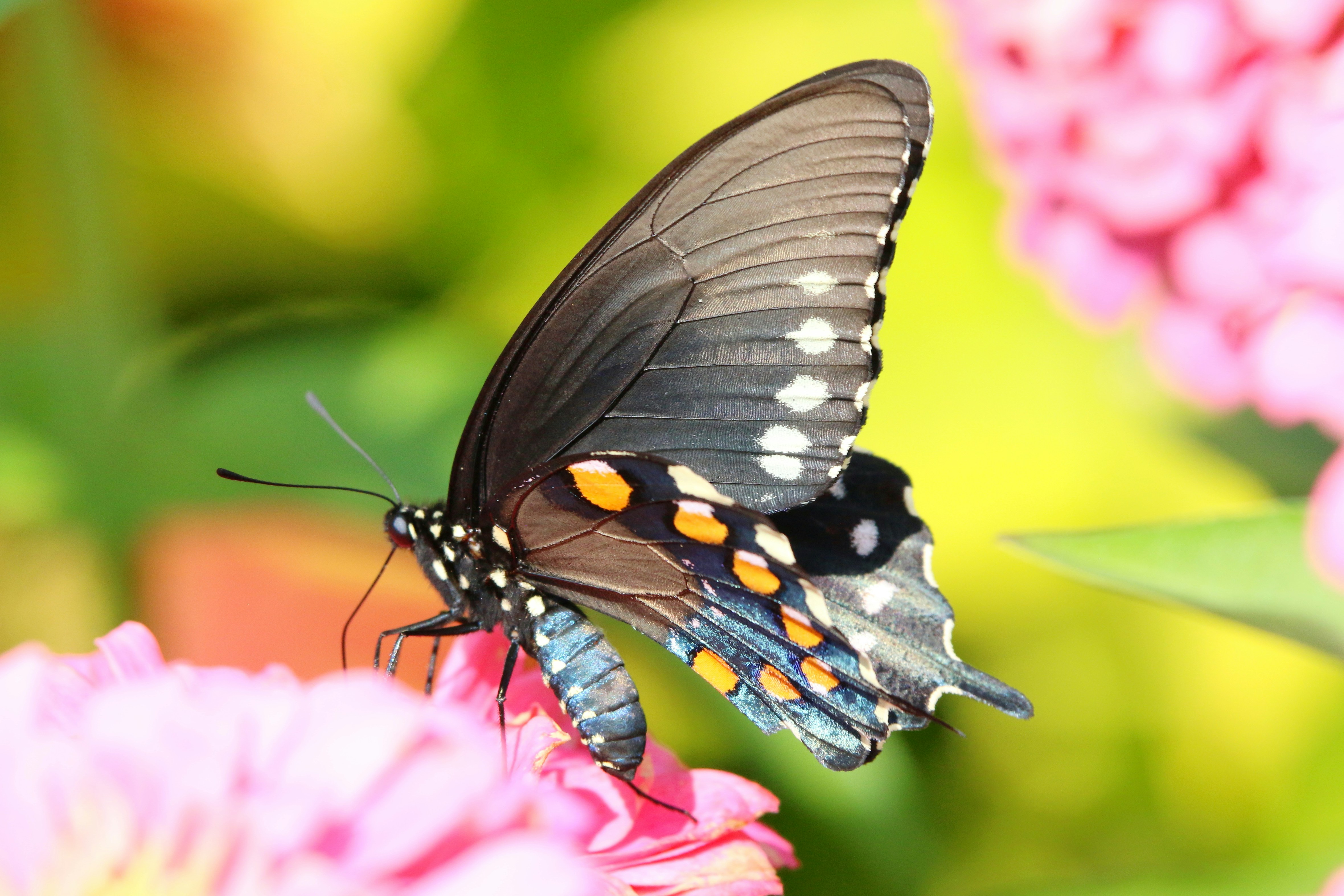 Photo by goldenplover31