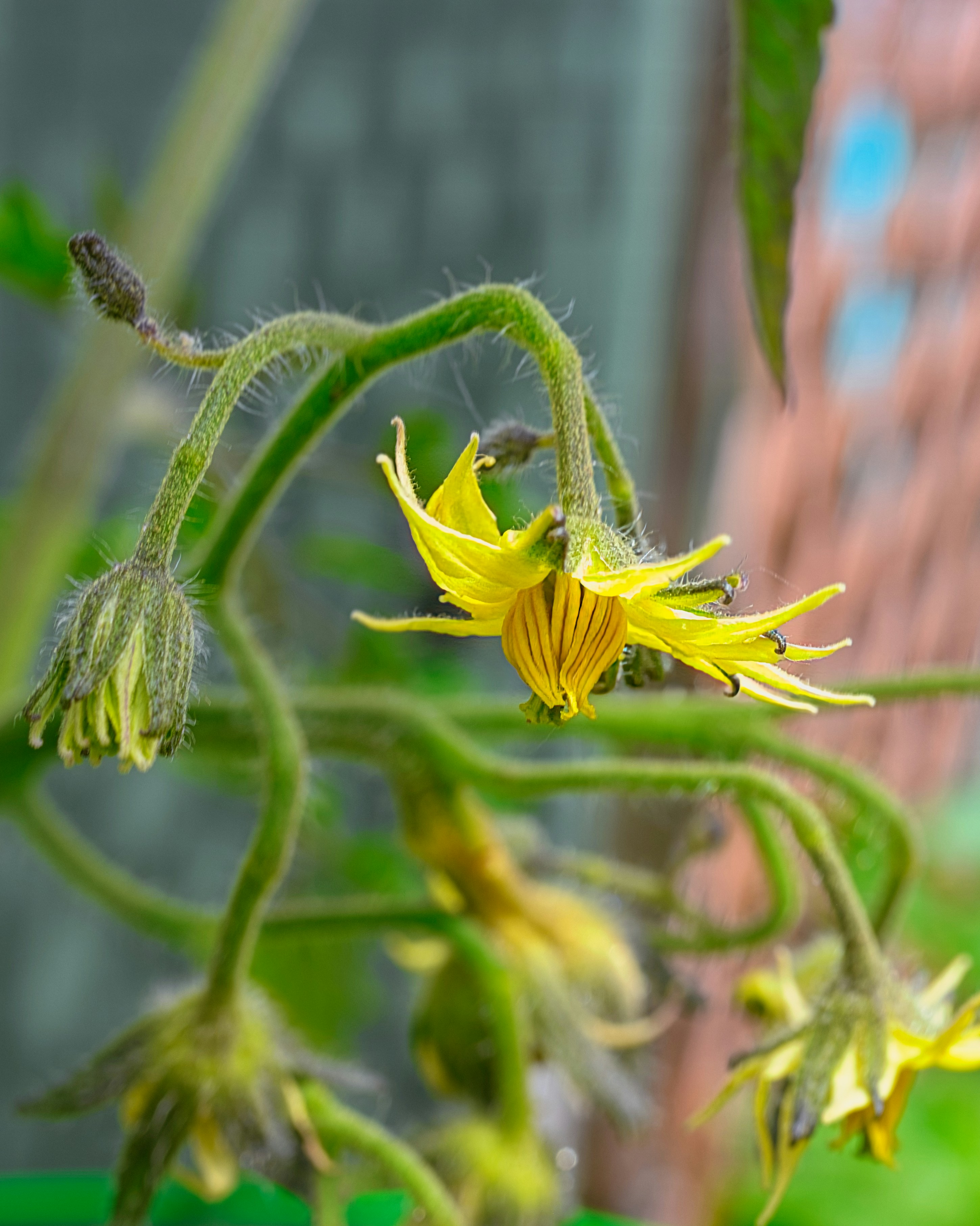 a close up of a yellow flower on a plant