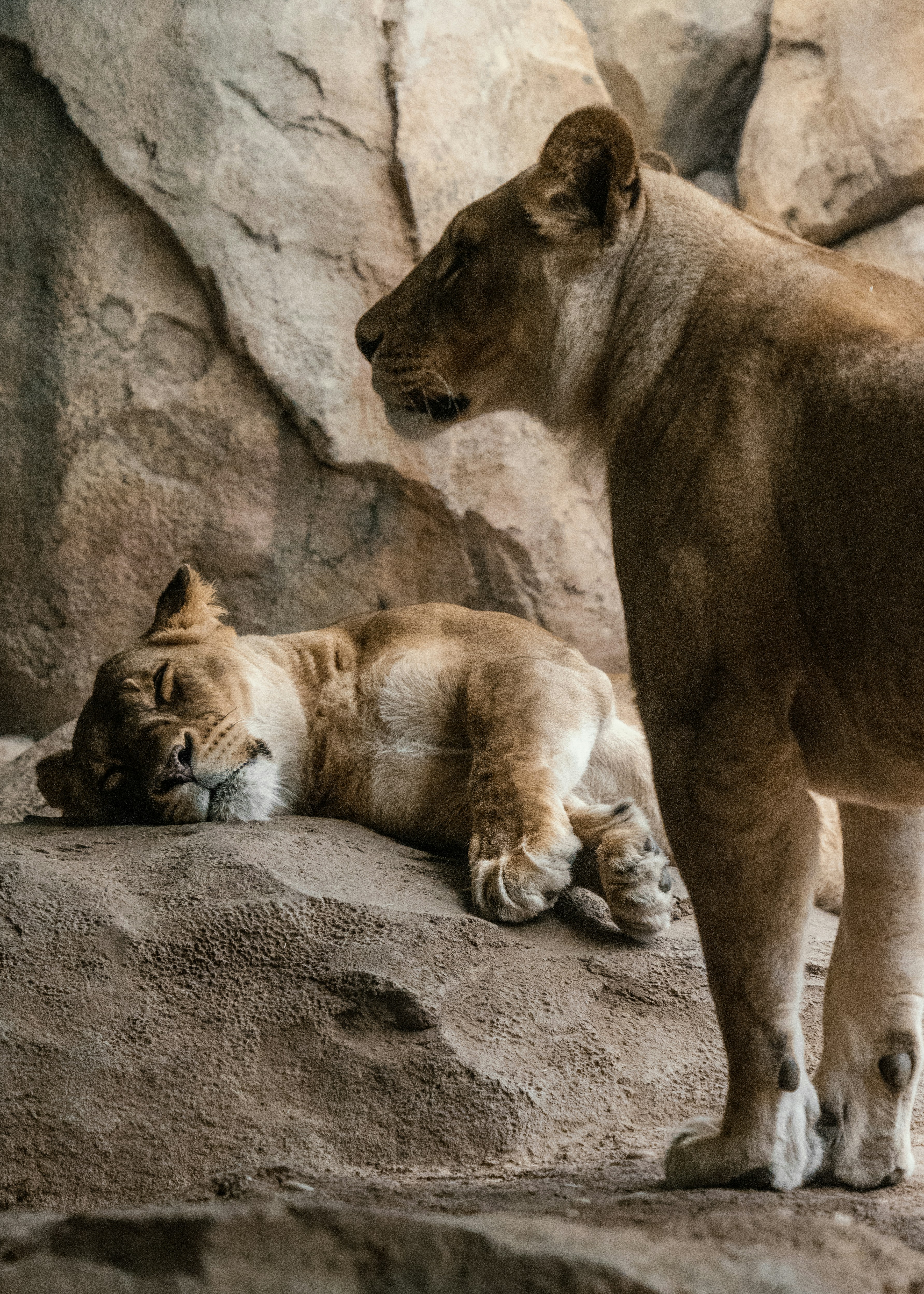 Prey Relationships Are Being Completely Rewritten (image credits: unsplash)