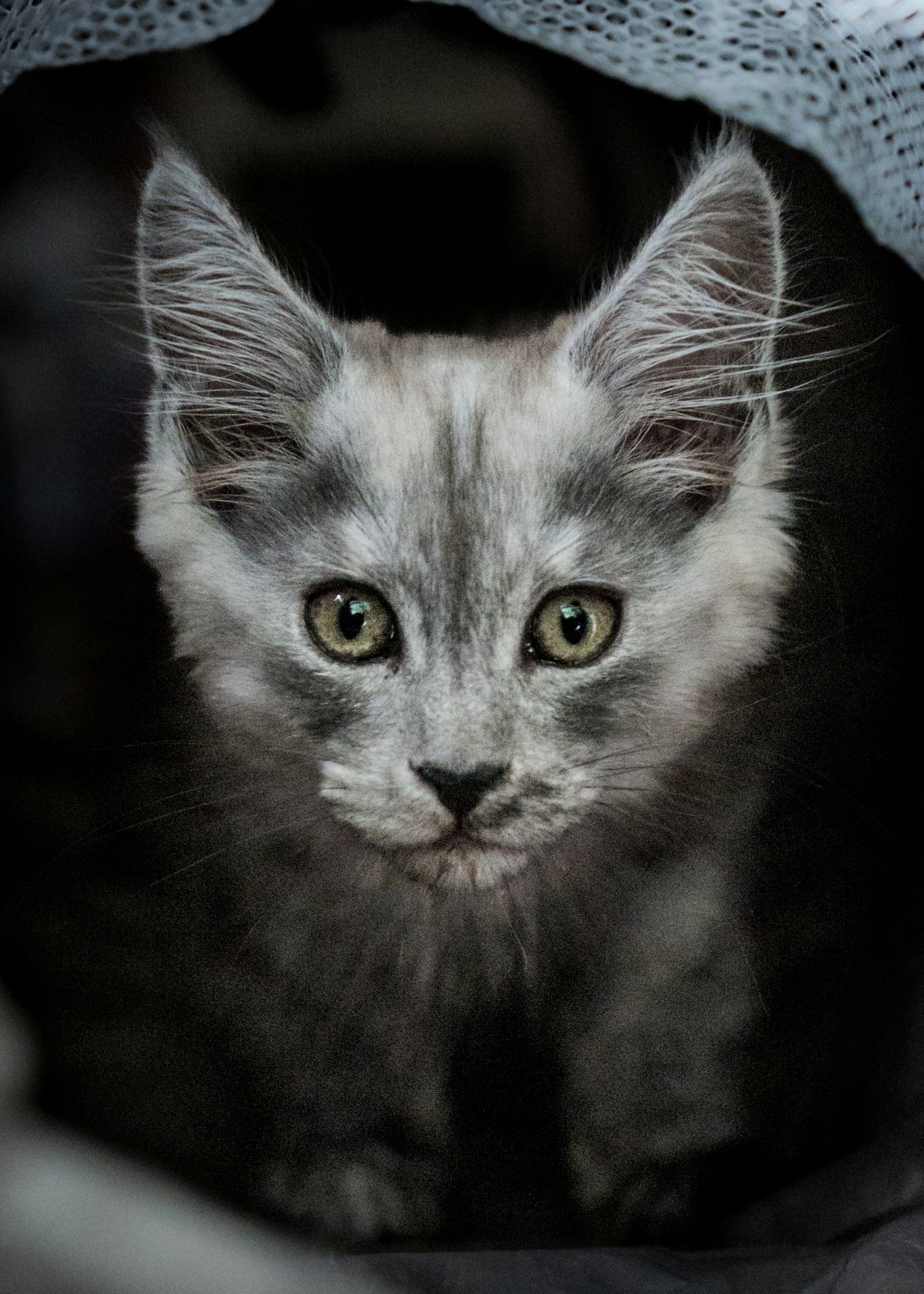 a small gray kitten sitting under a blanket