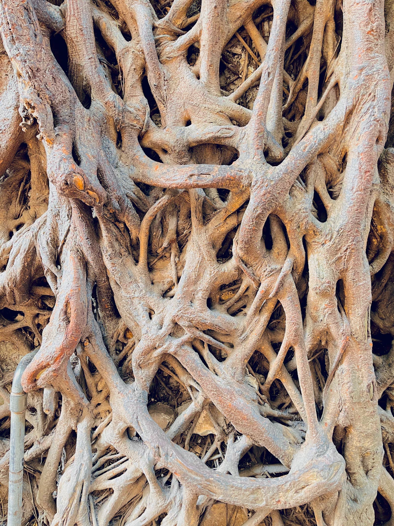 Pale roots woven together