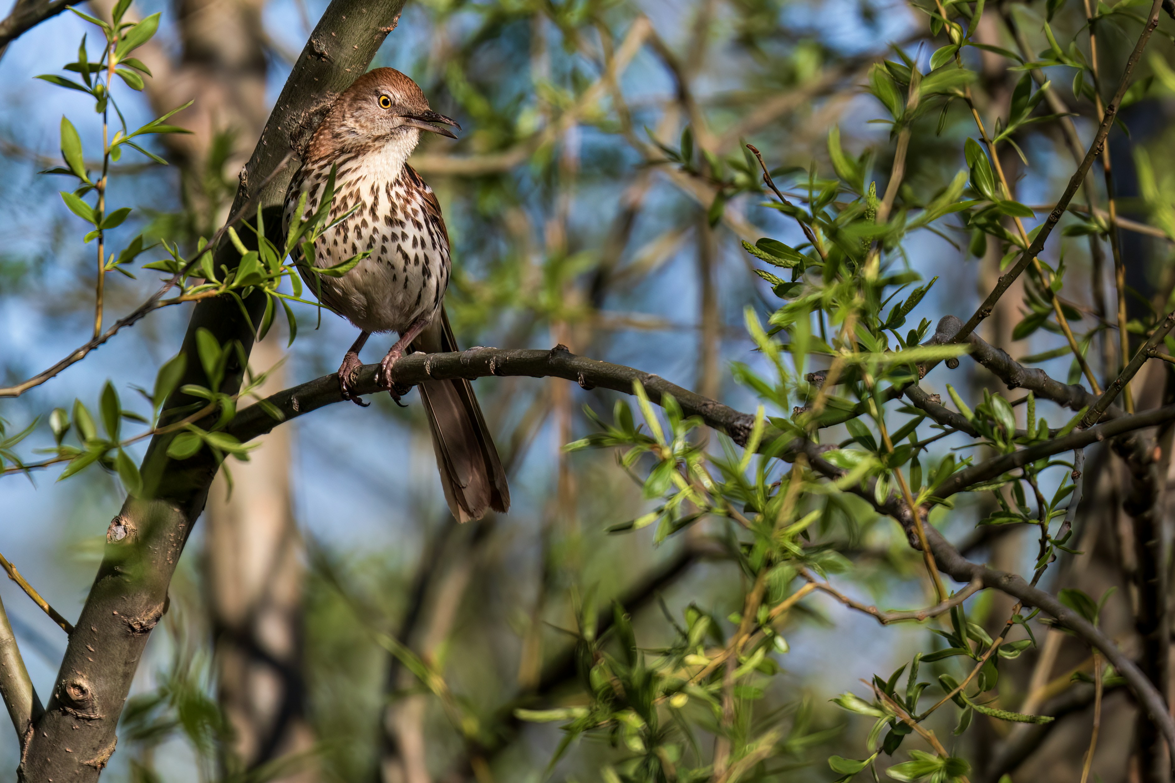 Photo by camerauthor