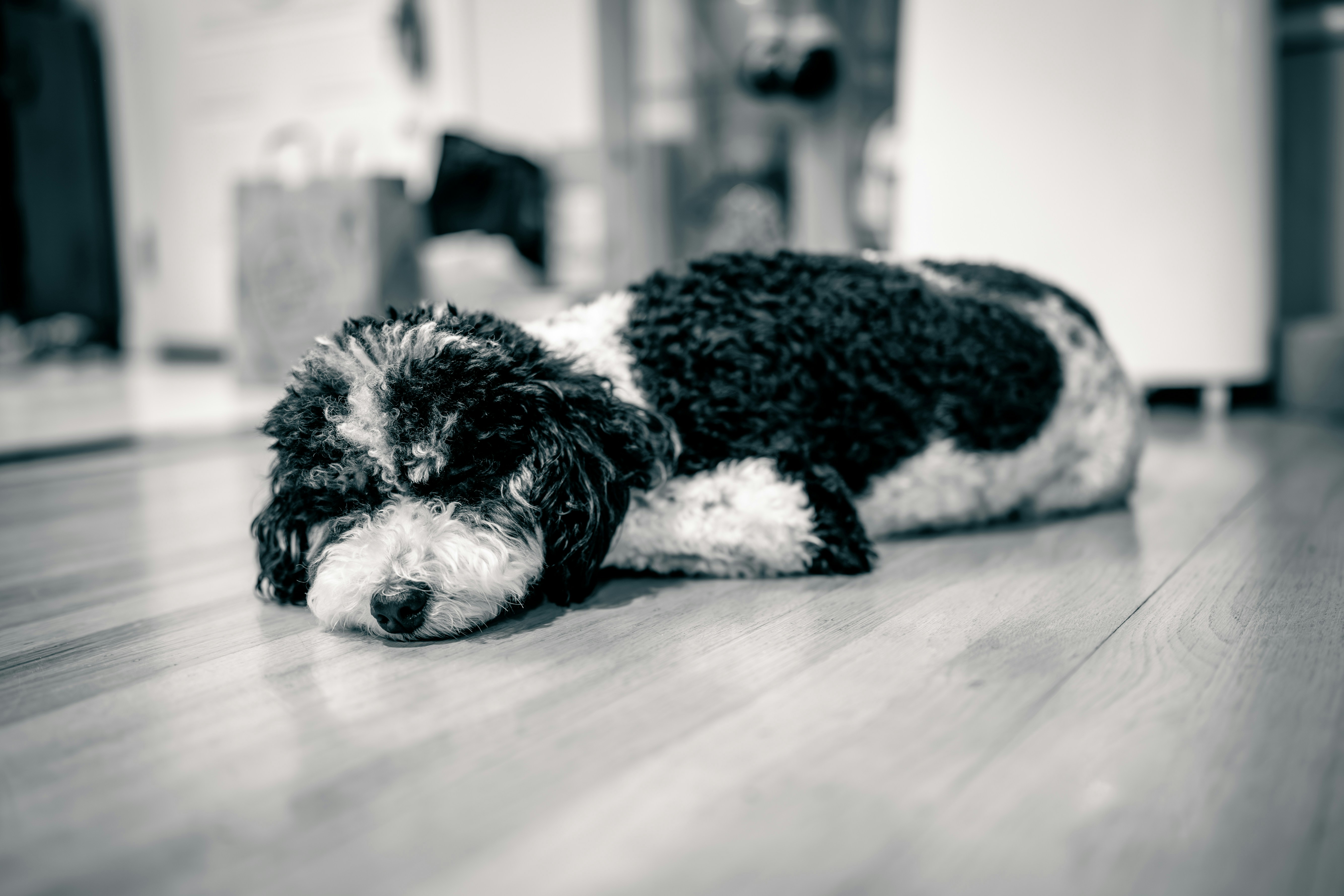 a black and white dog laying on the floor