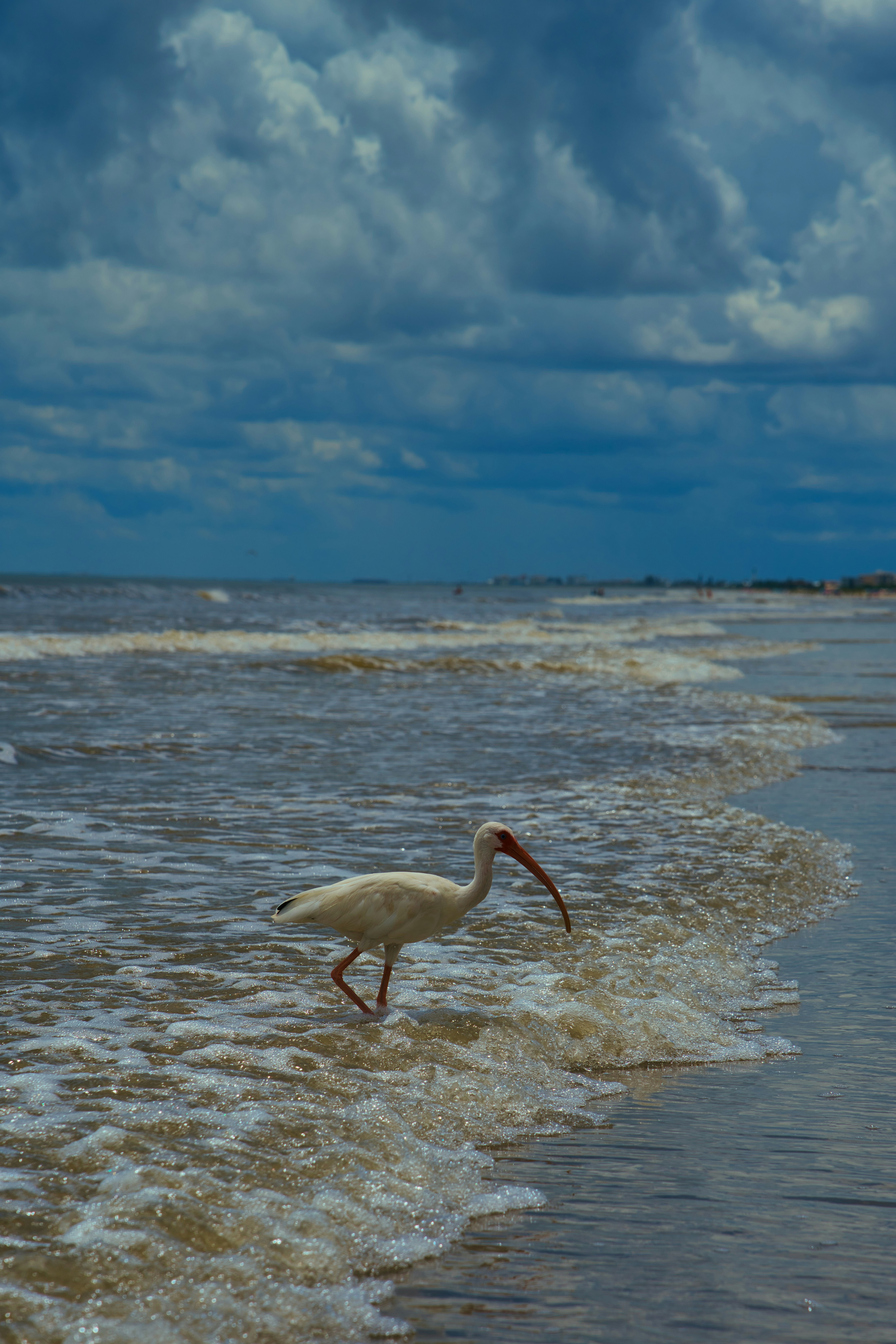seekor burung dengan ikan di mulutnya berjalan di pantai