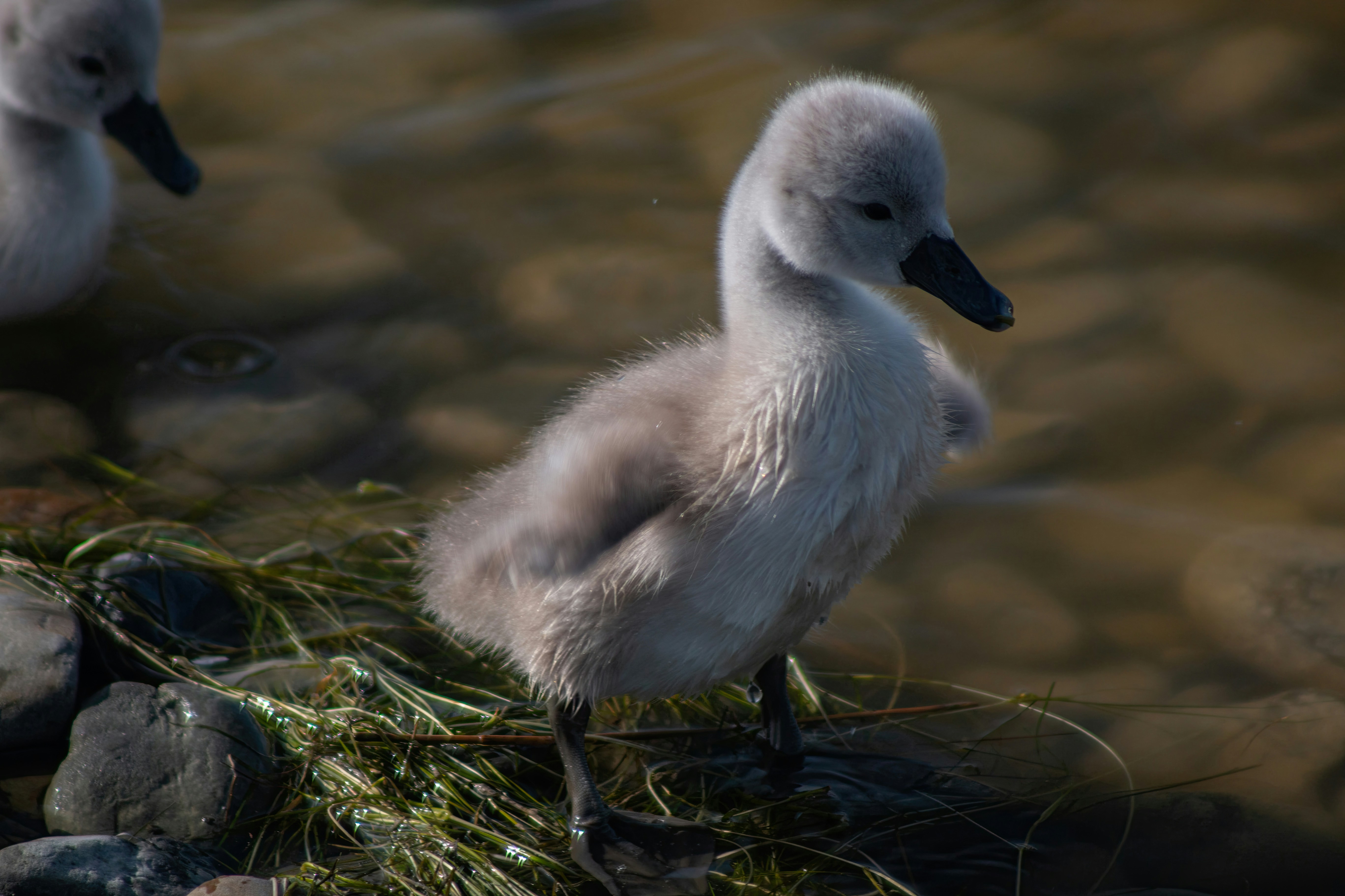 Photo by stepan_konev