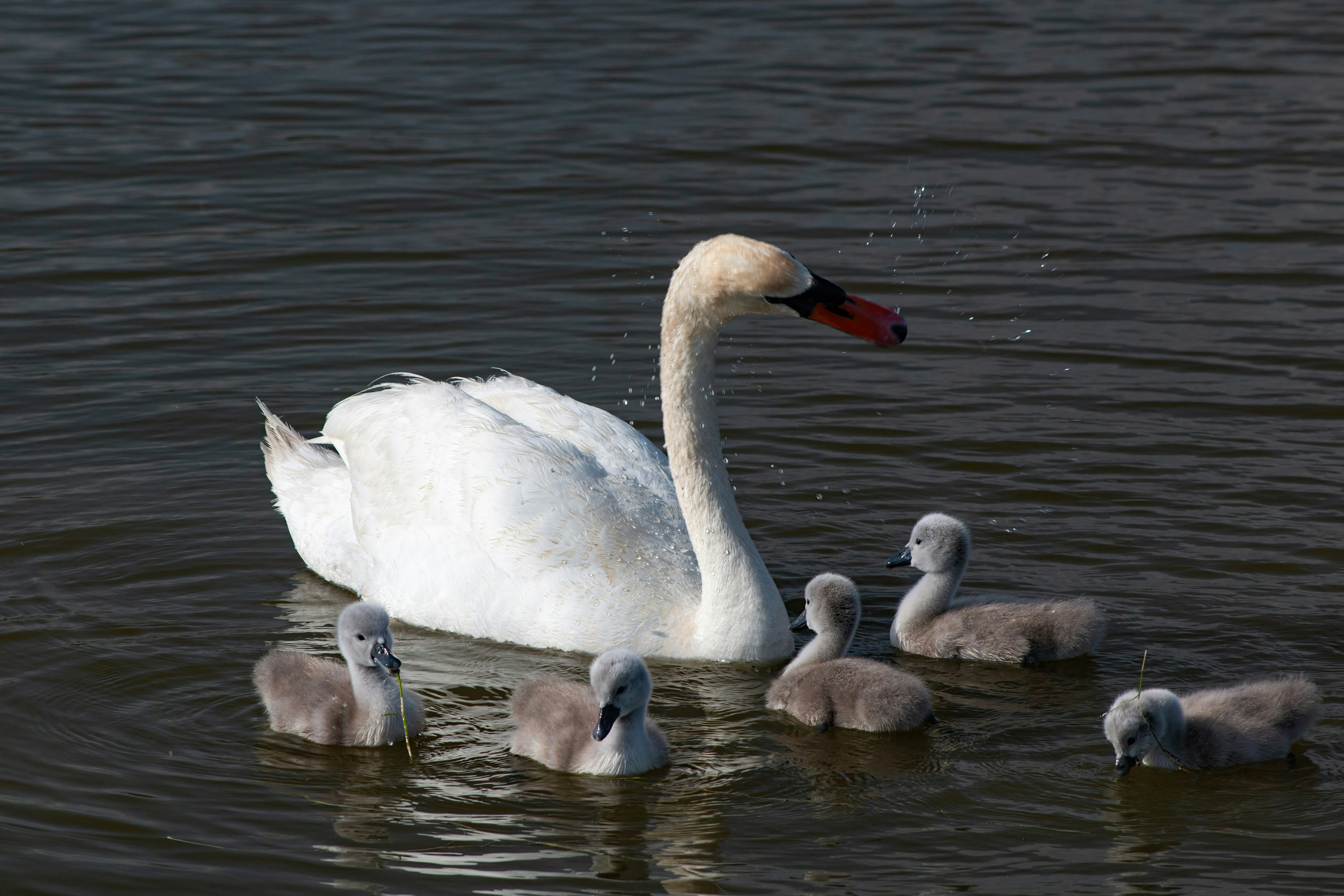 Photo by stepan_konev