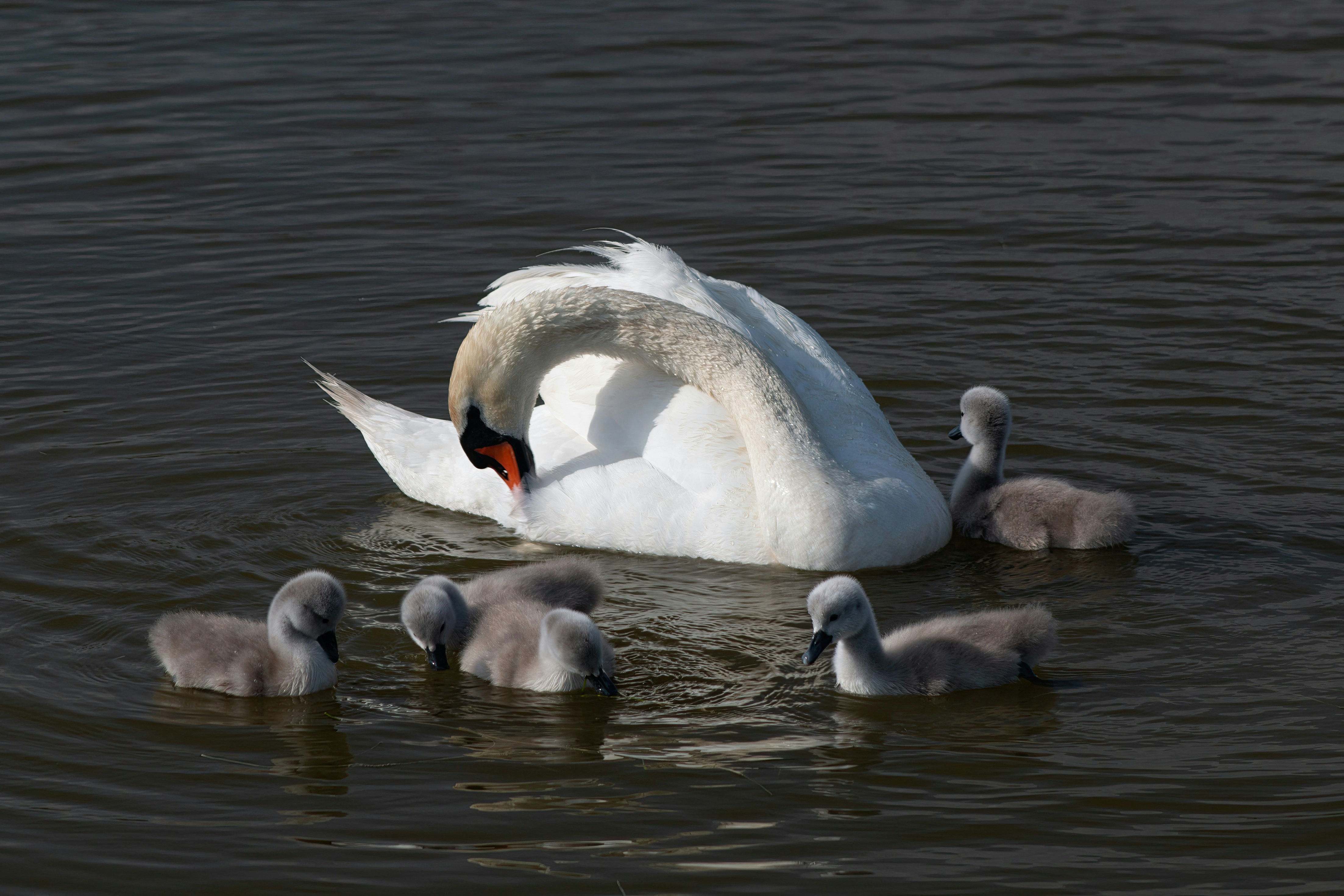 Photo by stepan_konev