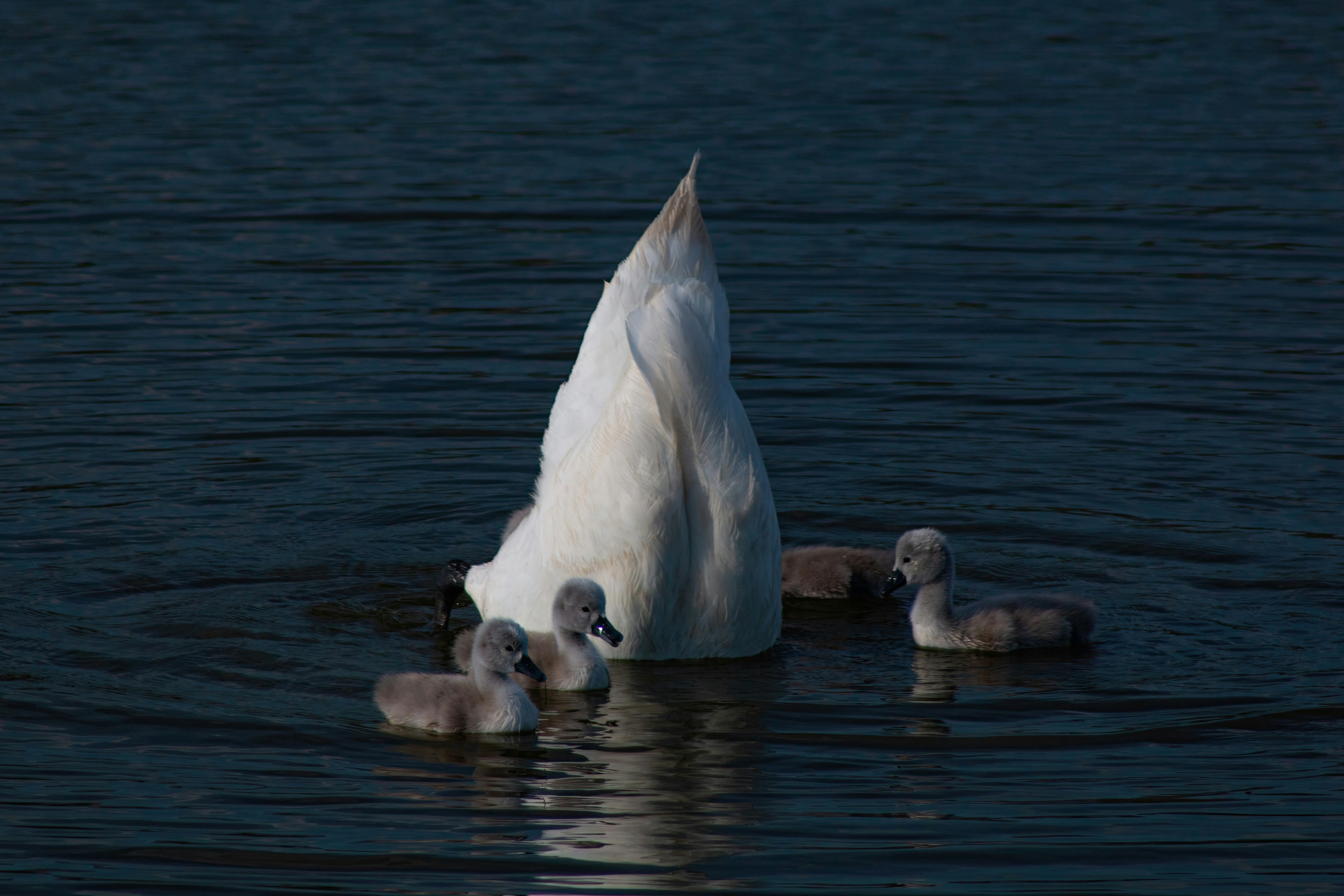 Photo by stepan_konev