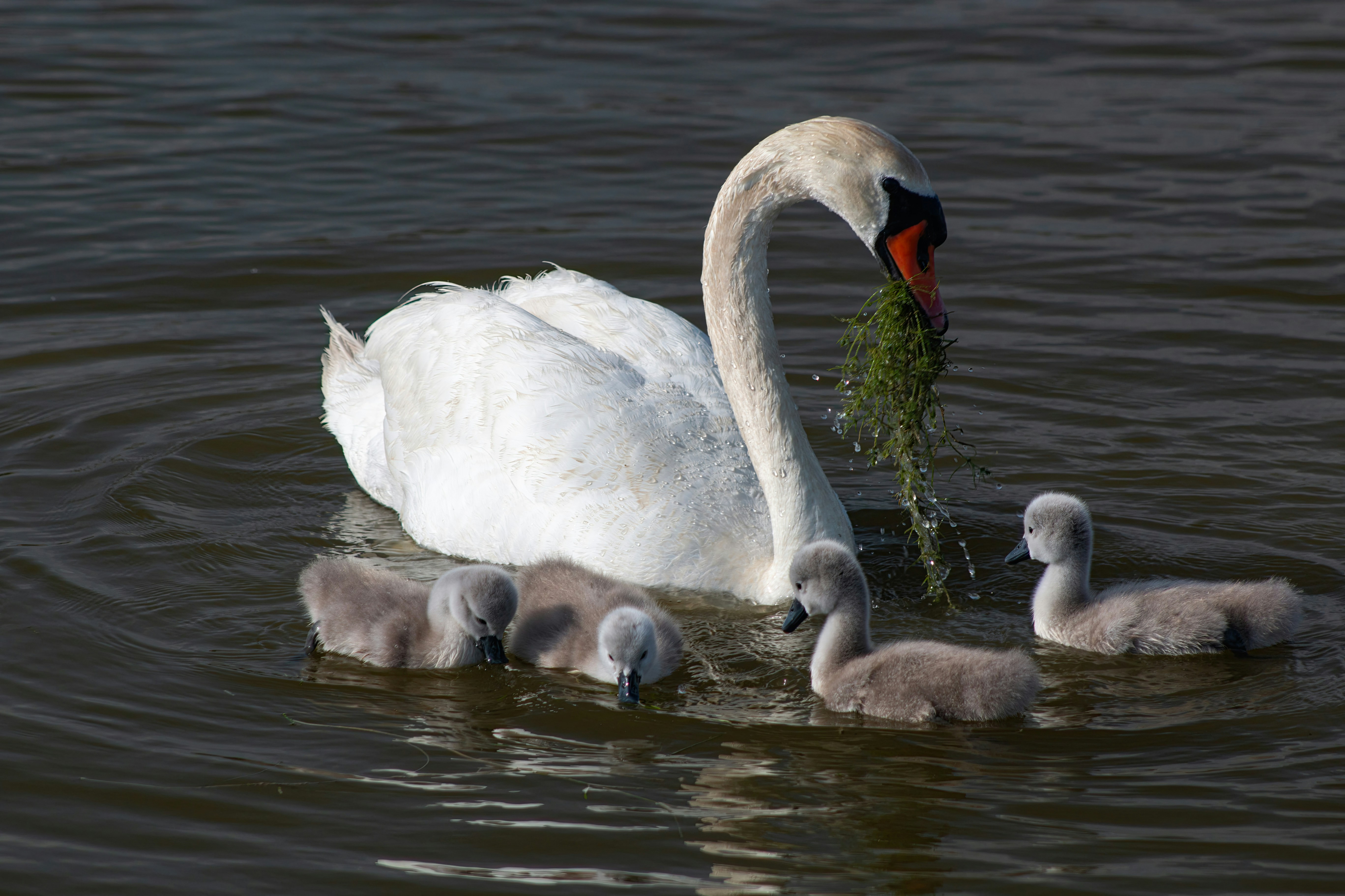 Photo by stepan_konev