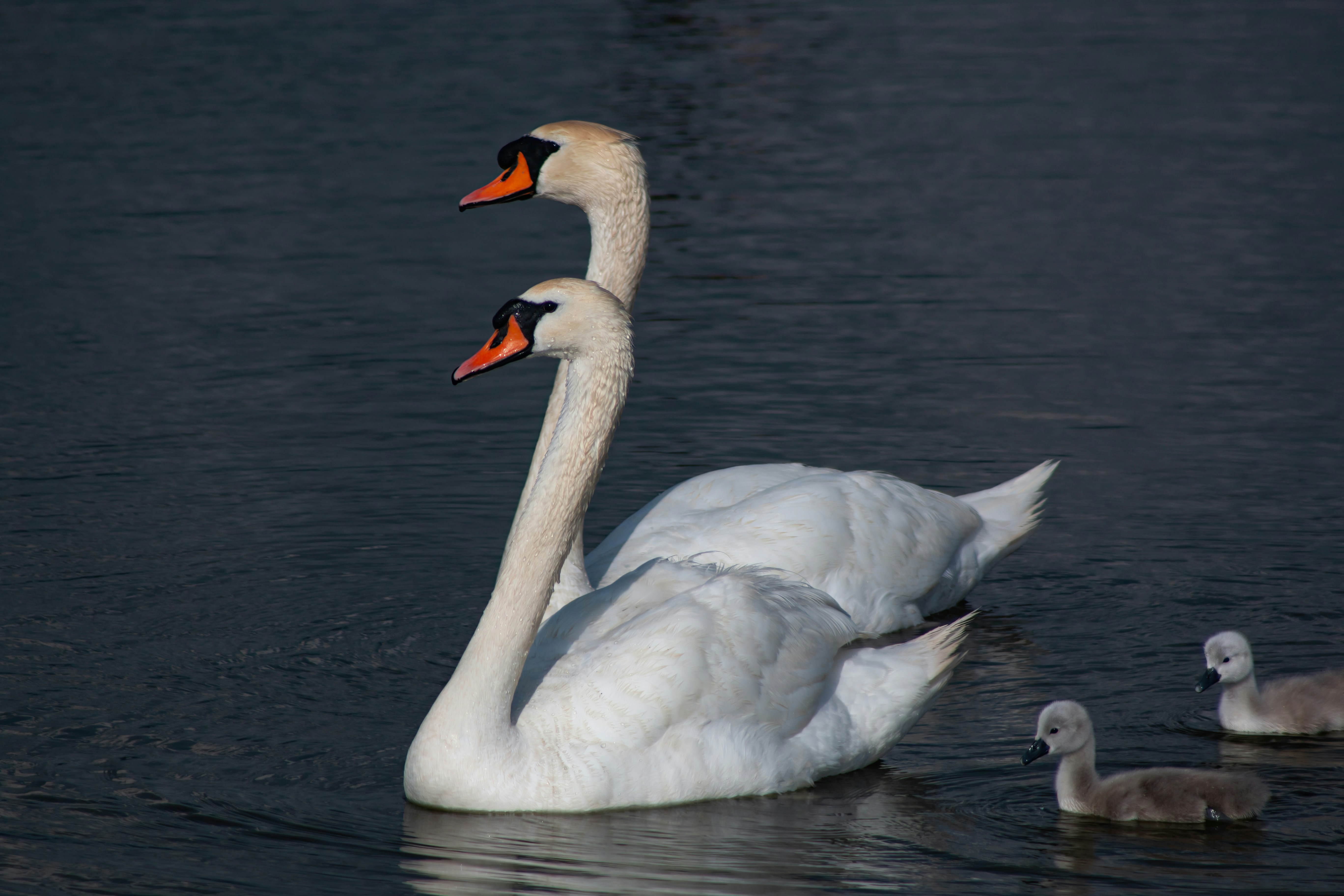 Photo by stepan_konev