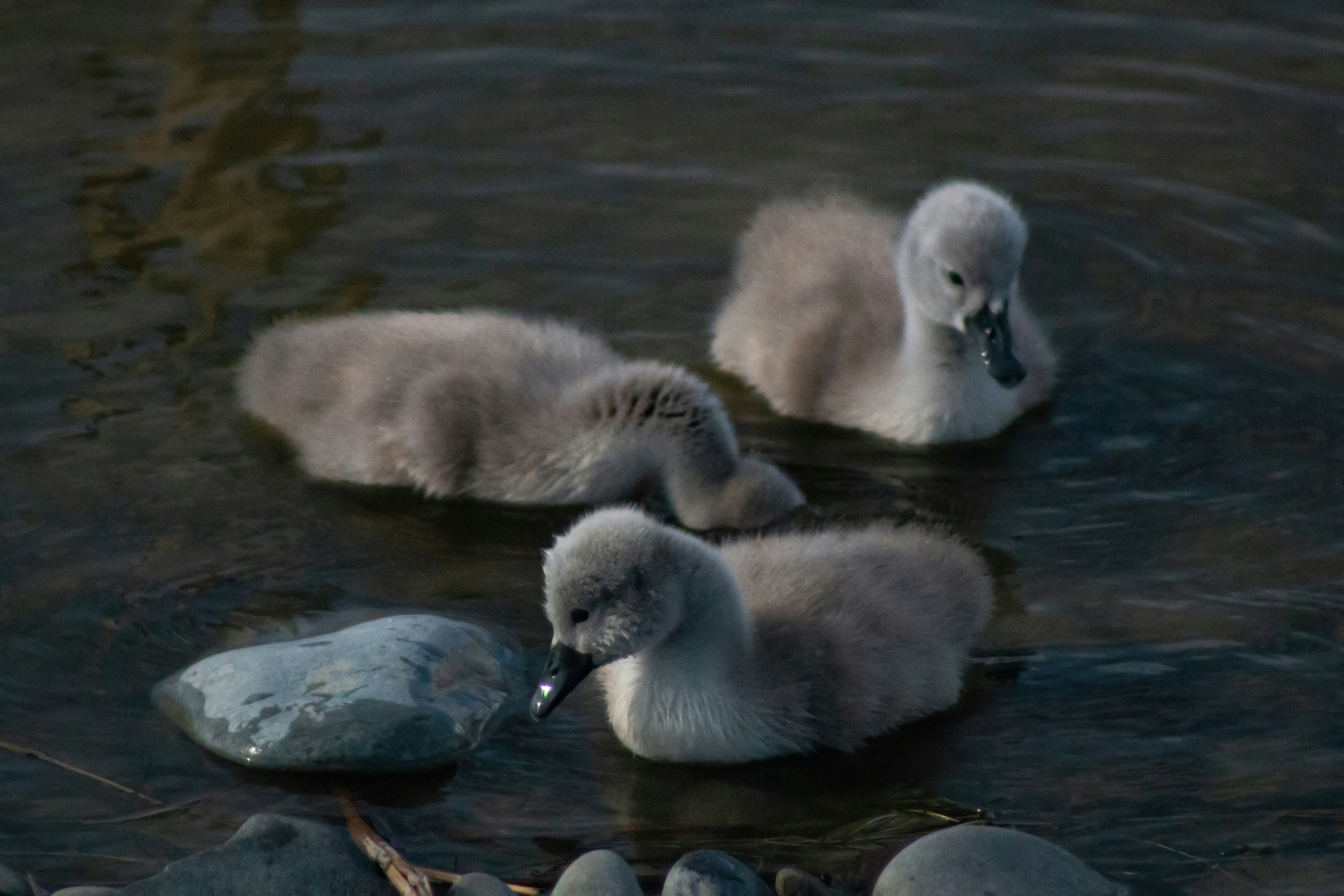 Photo by stepan_konev