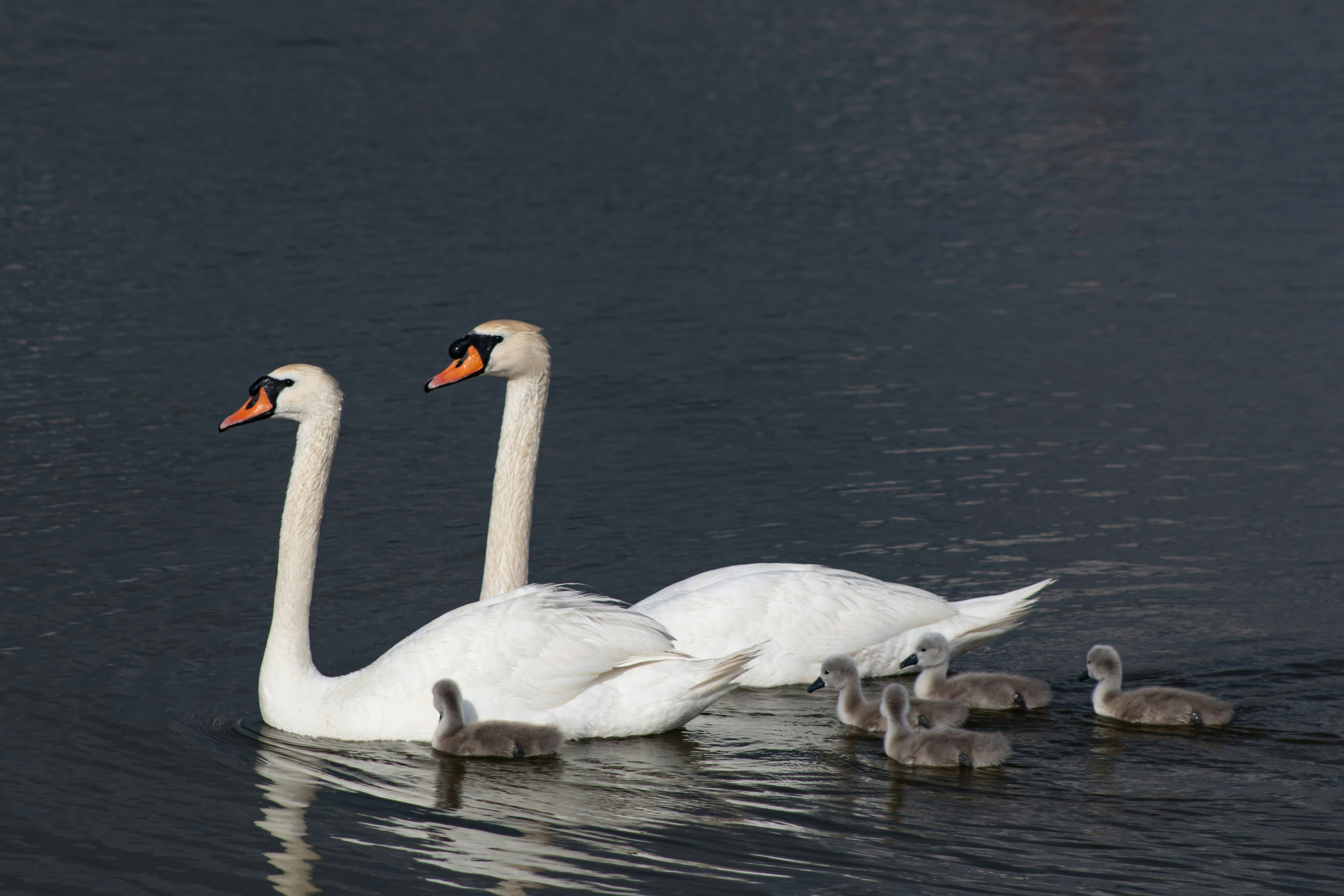 Photo by stepan_konev