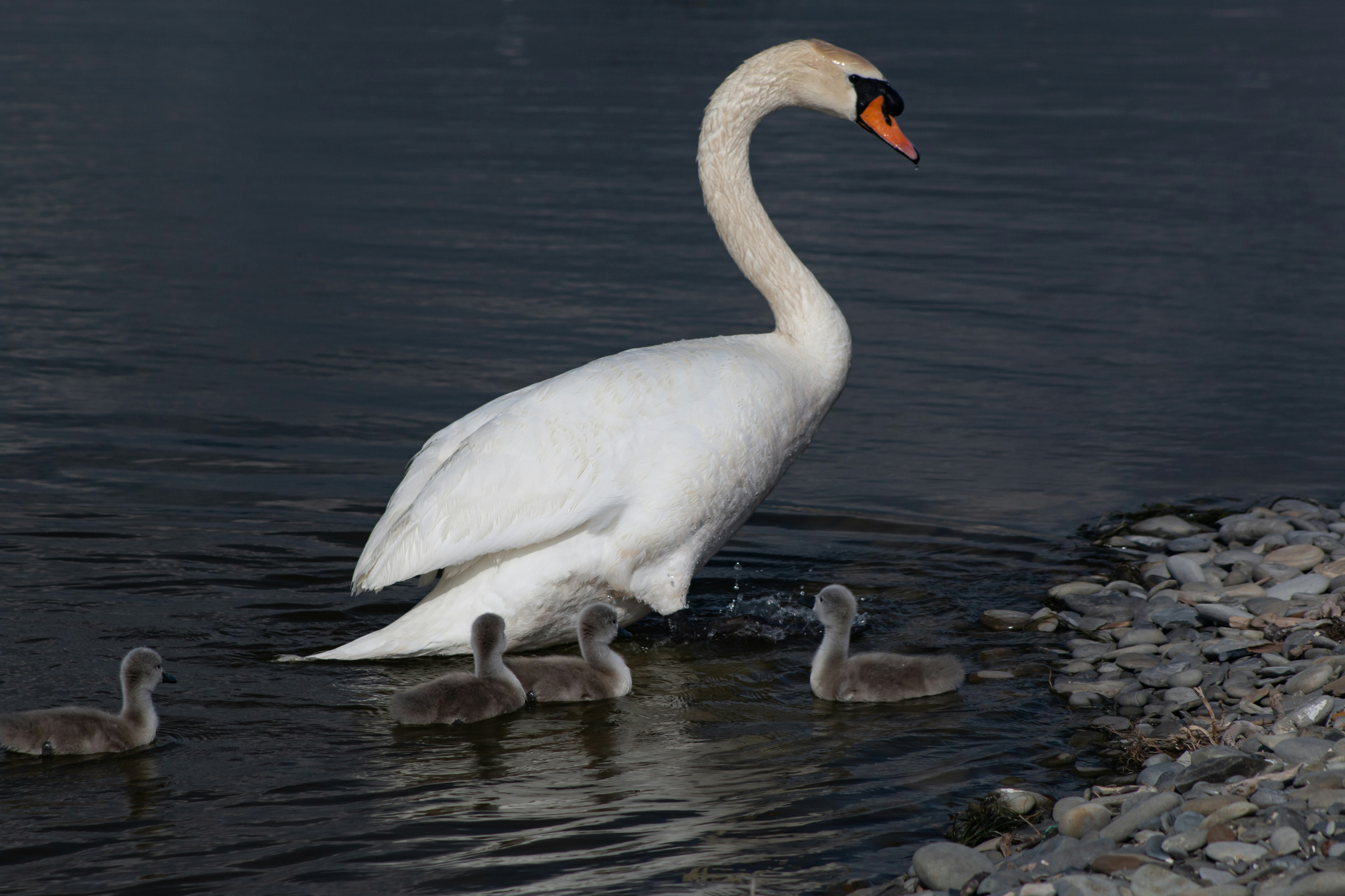 Photo by stepan_konev