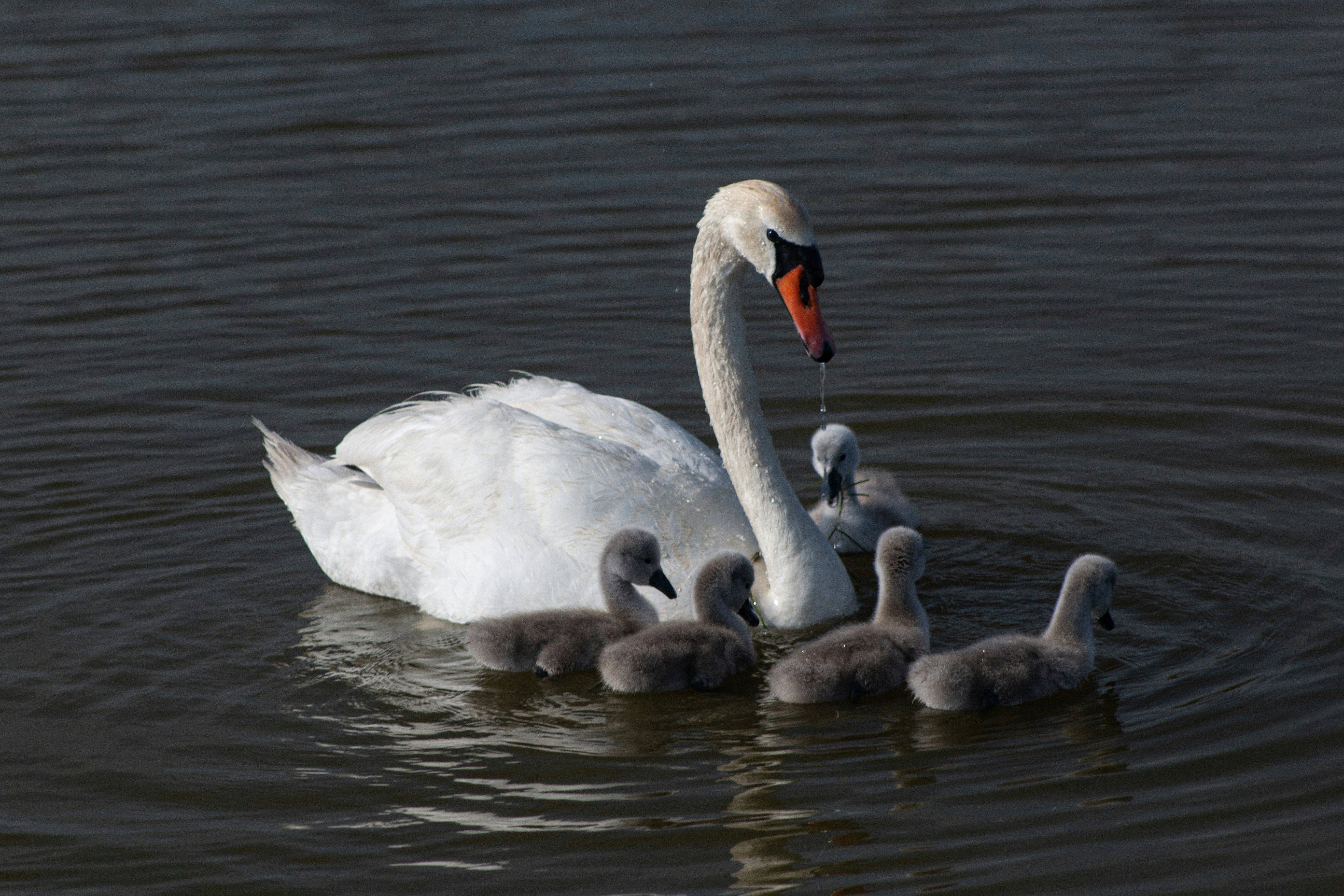 Photo by stepan_konev