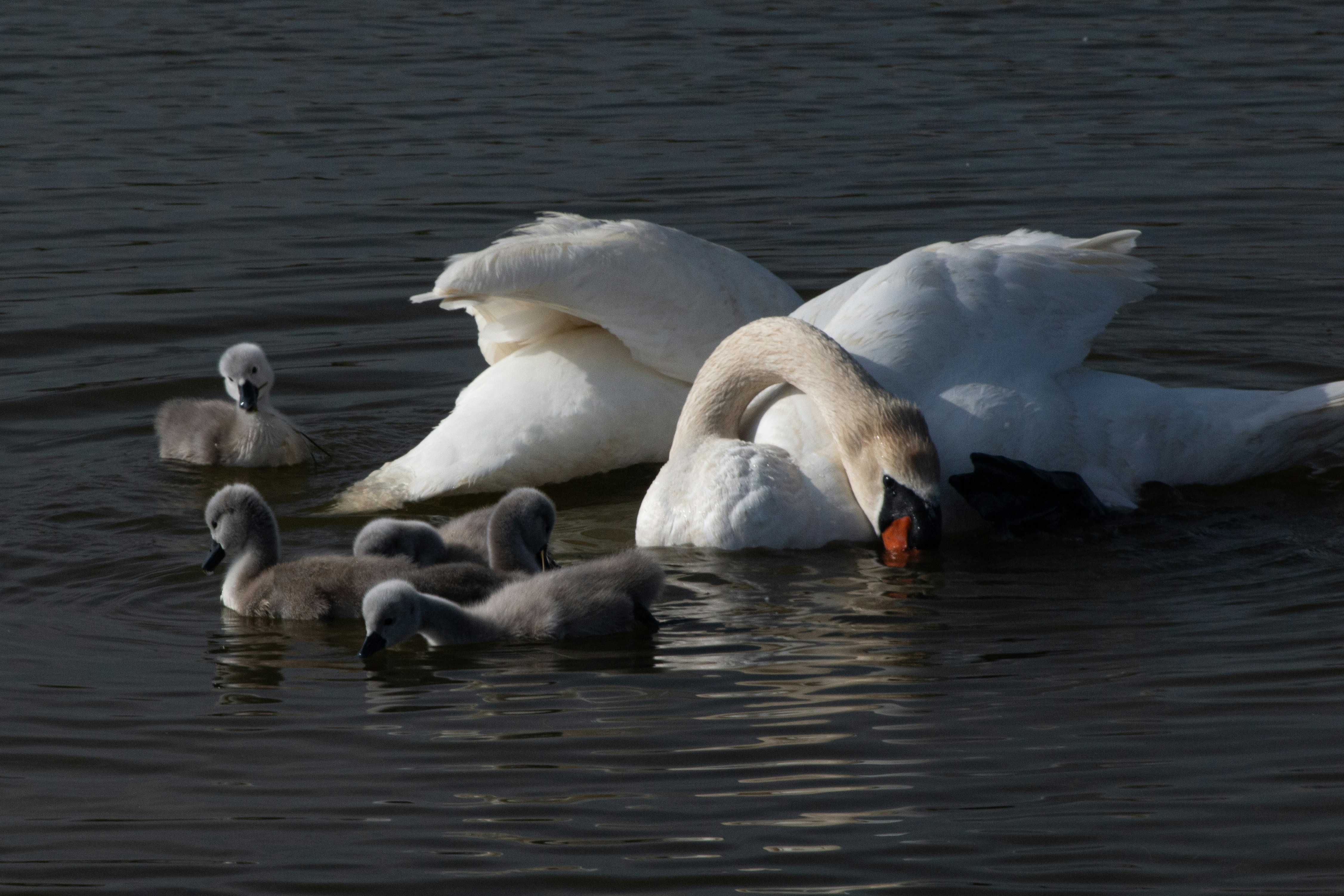 Photo by stepan_konev