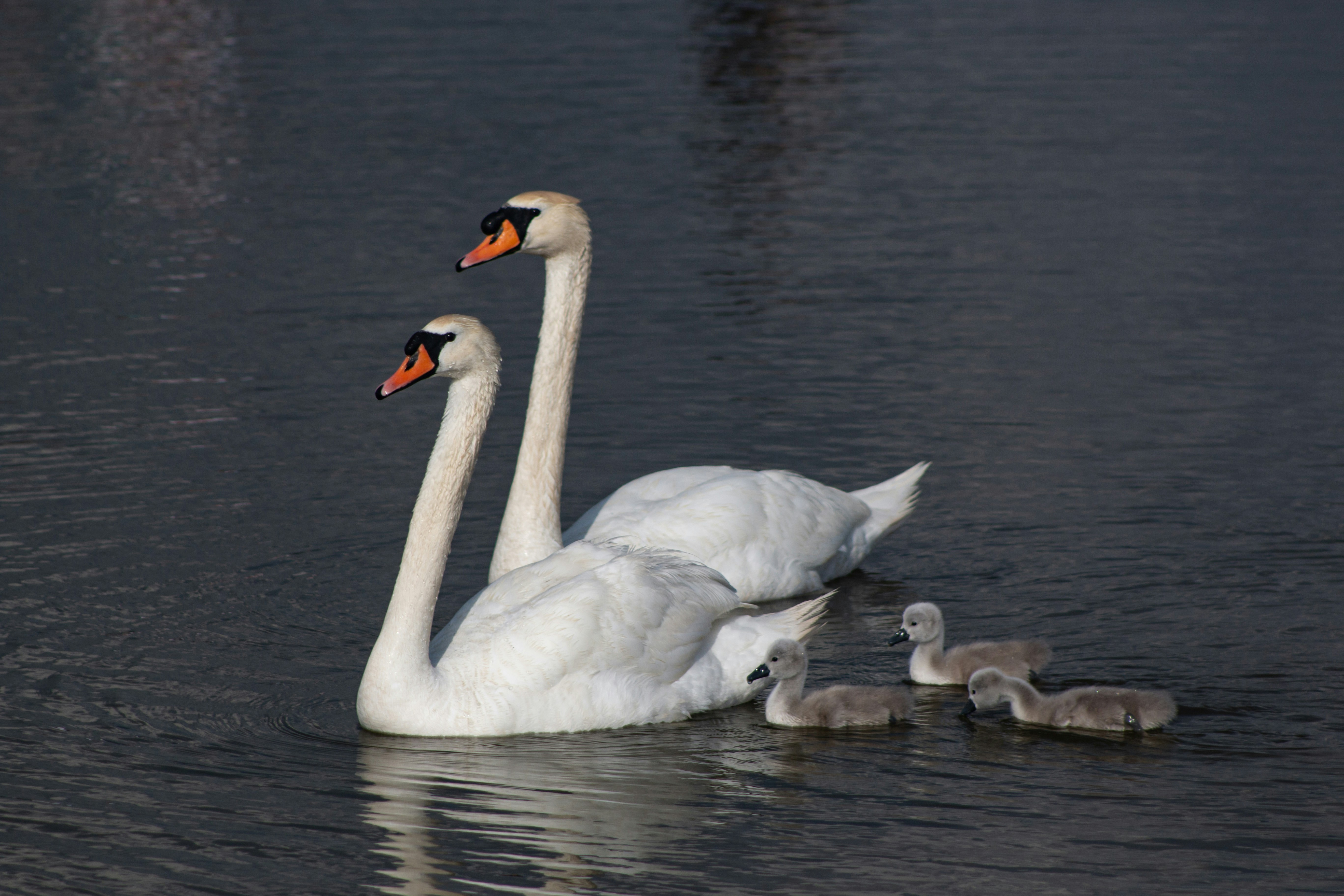 Photo by stepan_konev