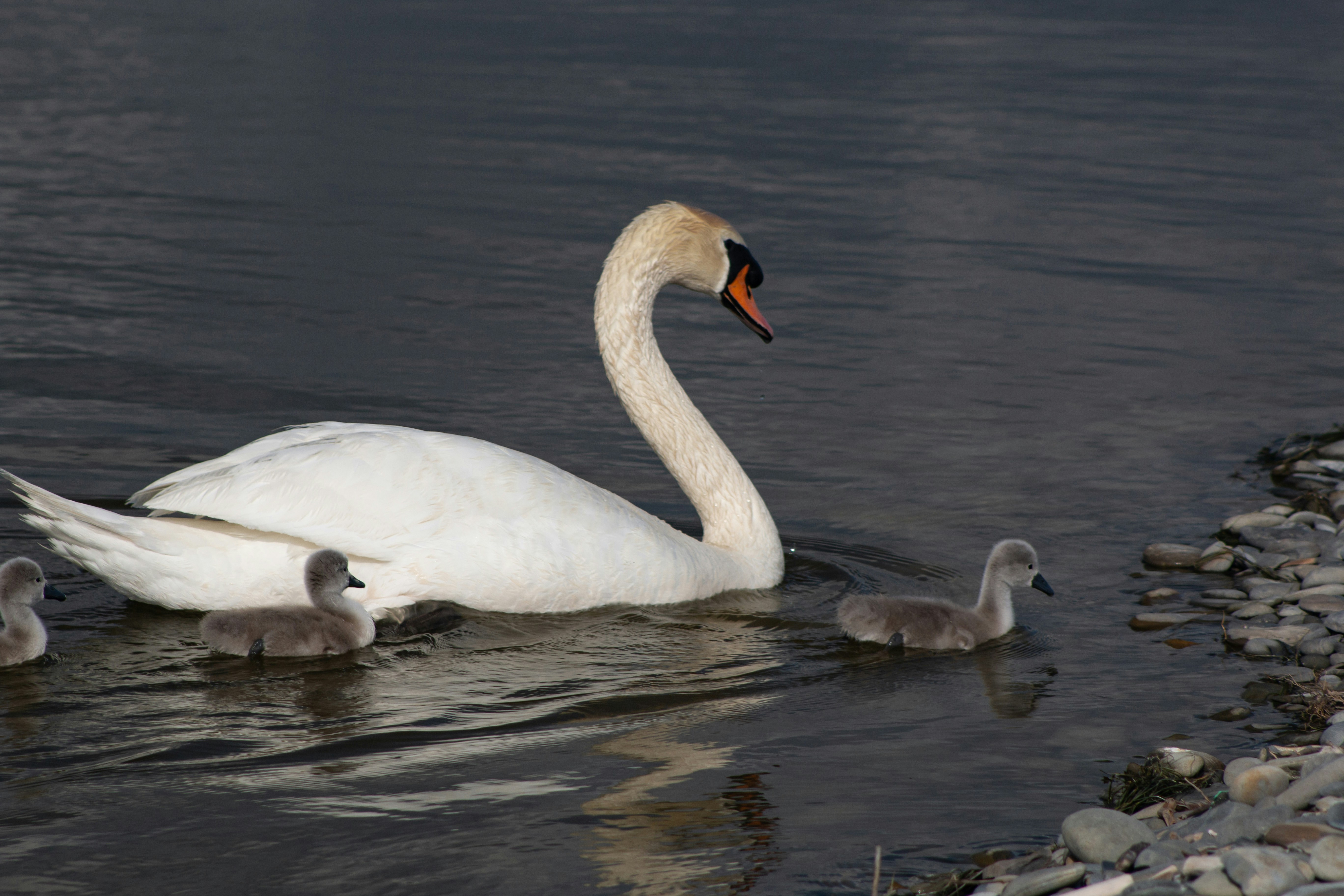 Photo by stepan_konev