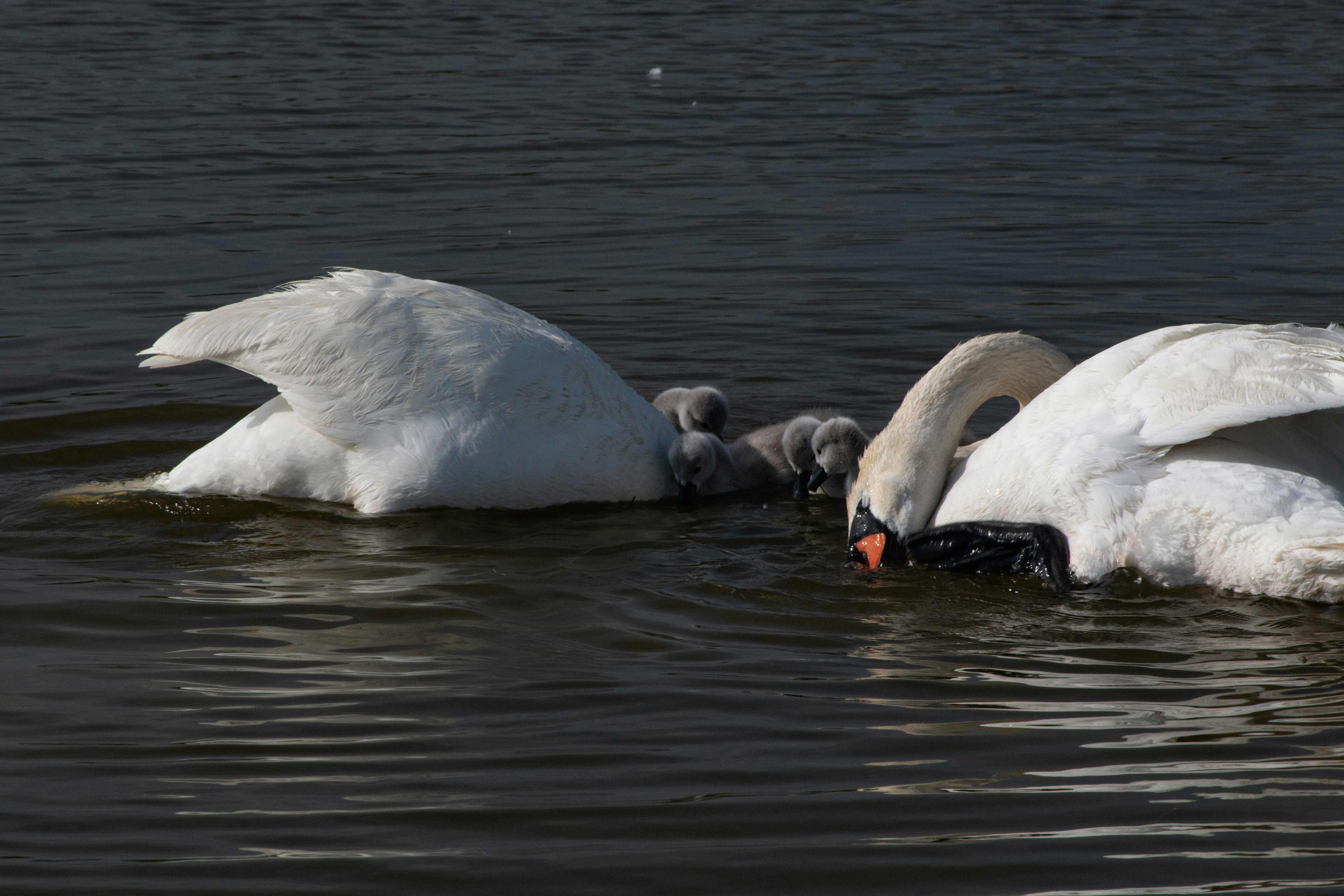 Photo by stepan_konev