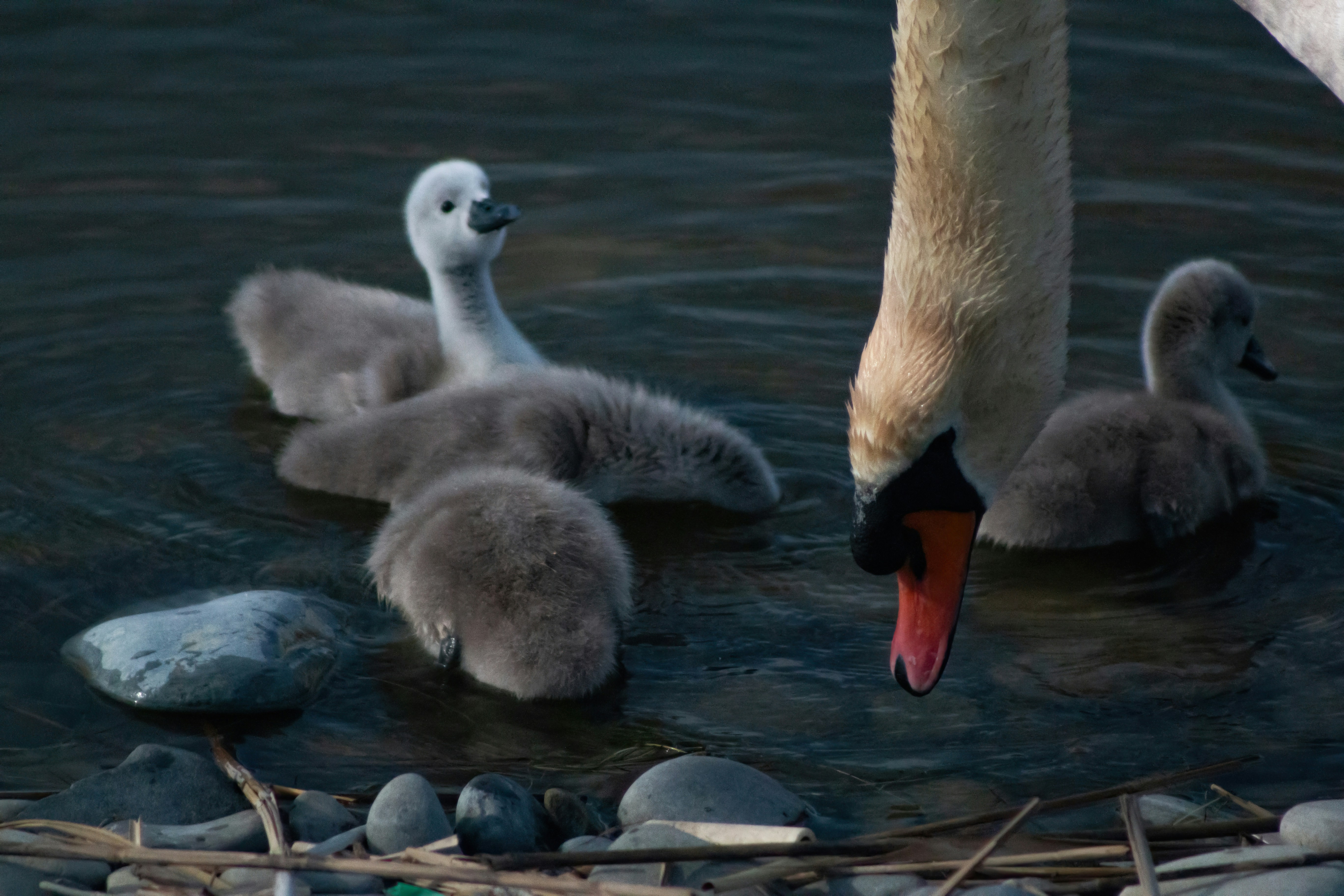 Photo by stepan_konev