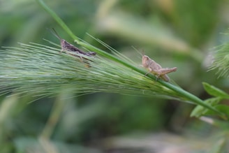 a couple of bugs sitting on top of a green plant