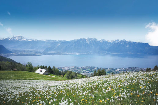 a field of flowers with a lake in the background