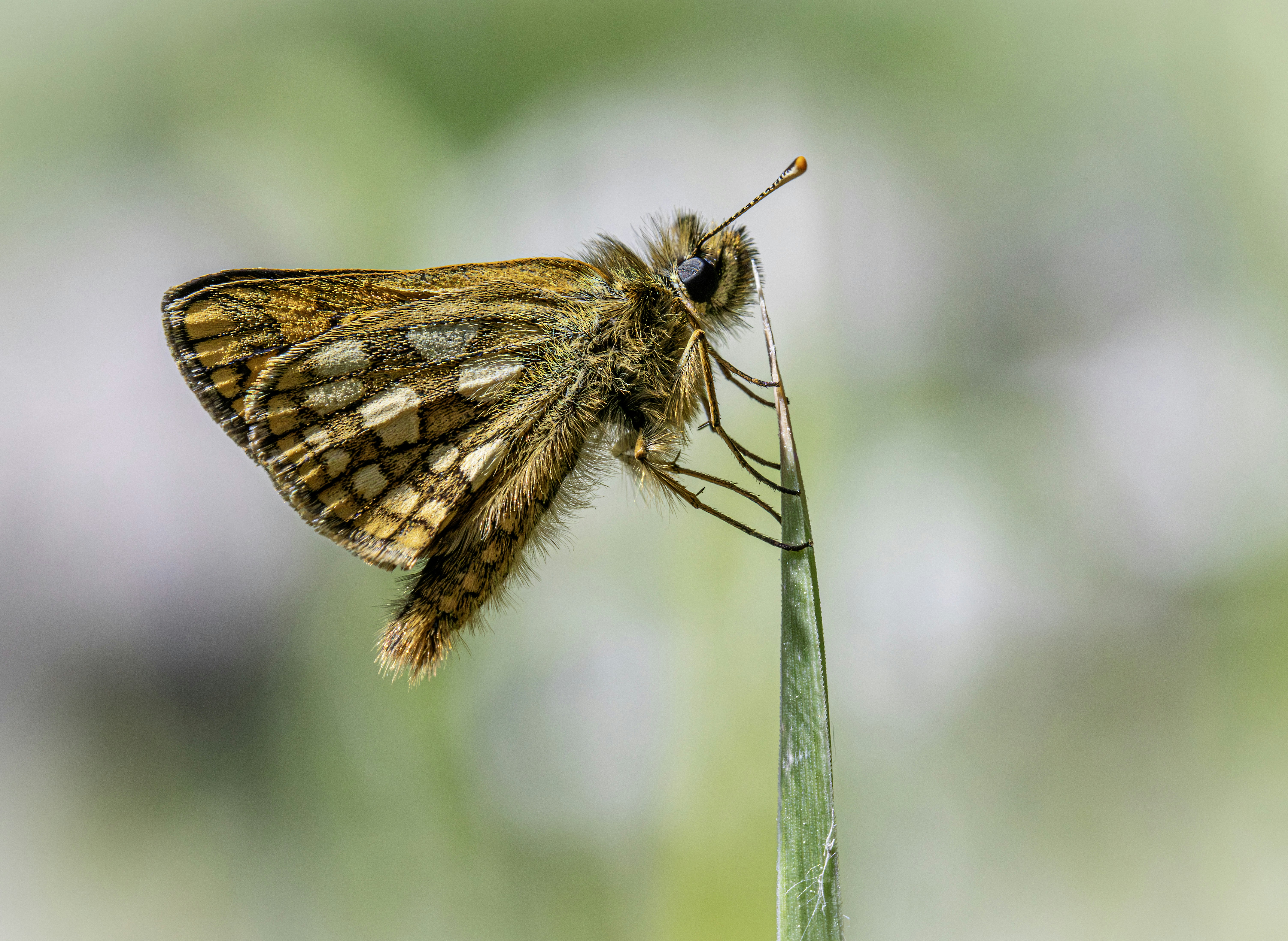 Photo by erik_karits