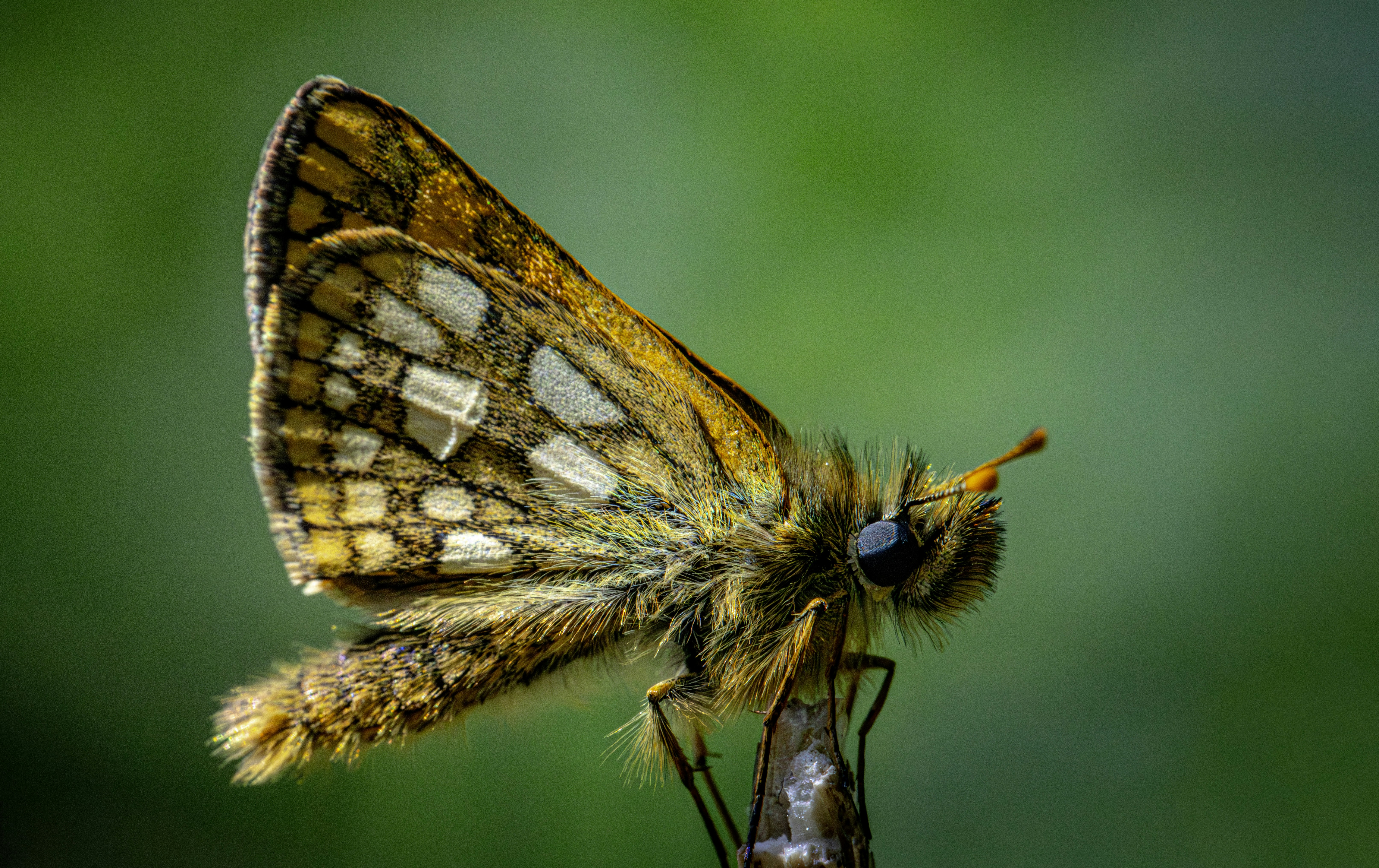 Photo by erik_karits