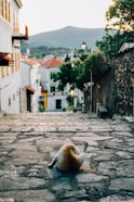 a bird laying on the ground in the middle of a street