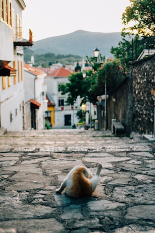 a bird laying on the ground in the middle of a street