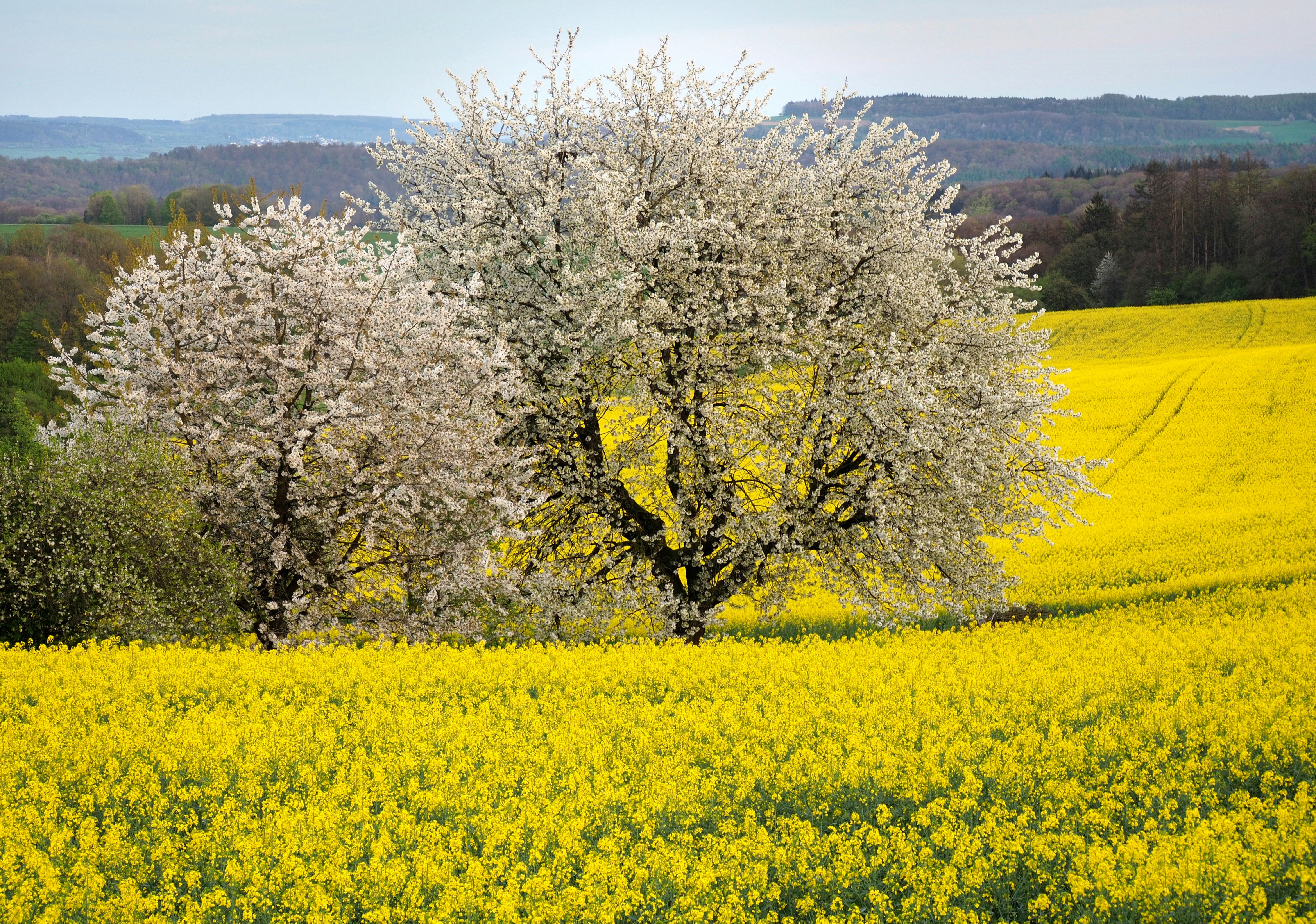 Schnittkurse für Streuobstbäume