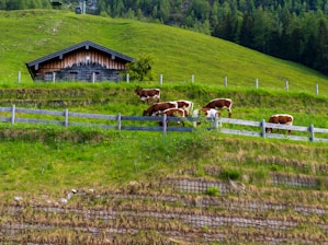 a herd of cattle grazing on a lush green hillside