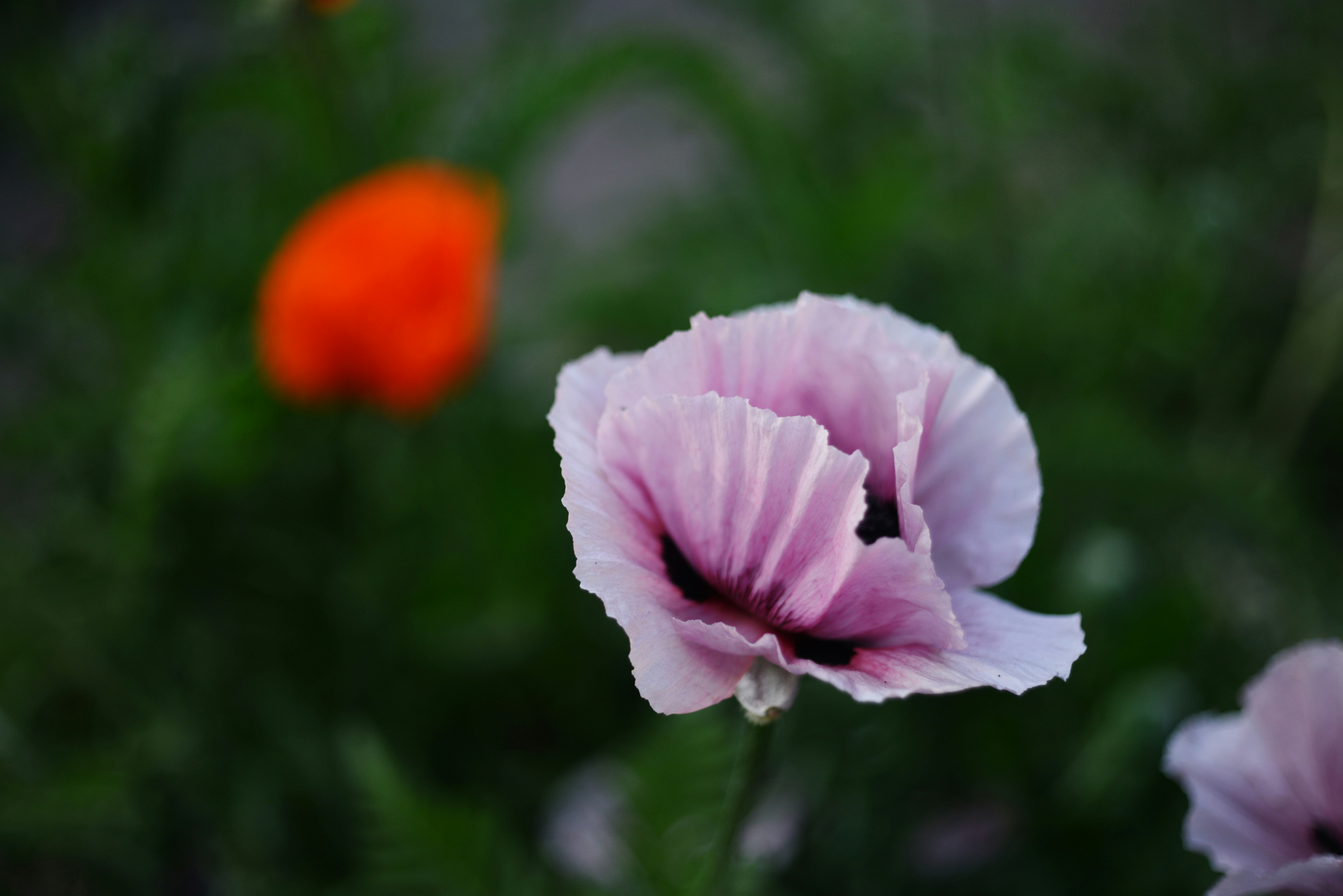 Photo by cherstve_pechivo