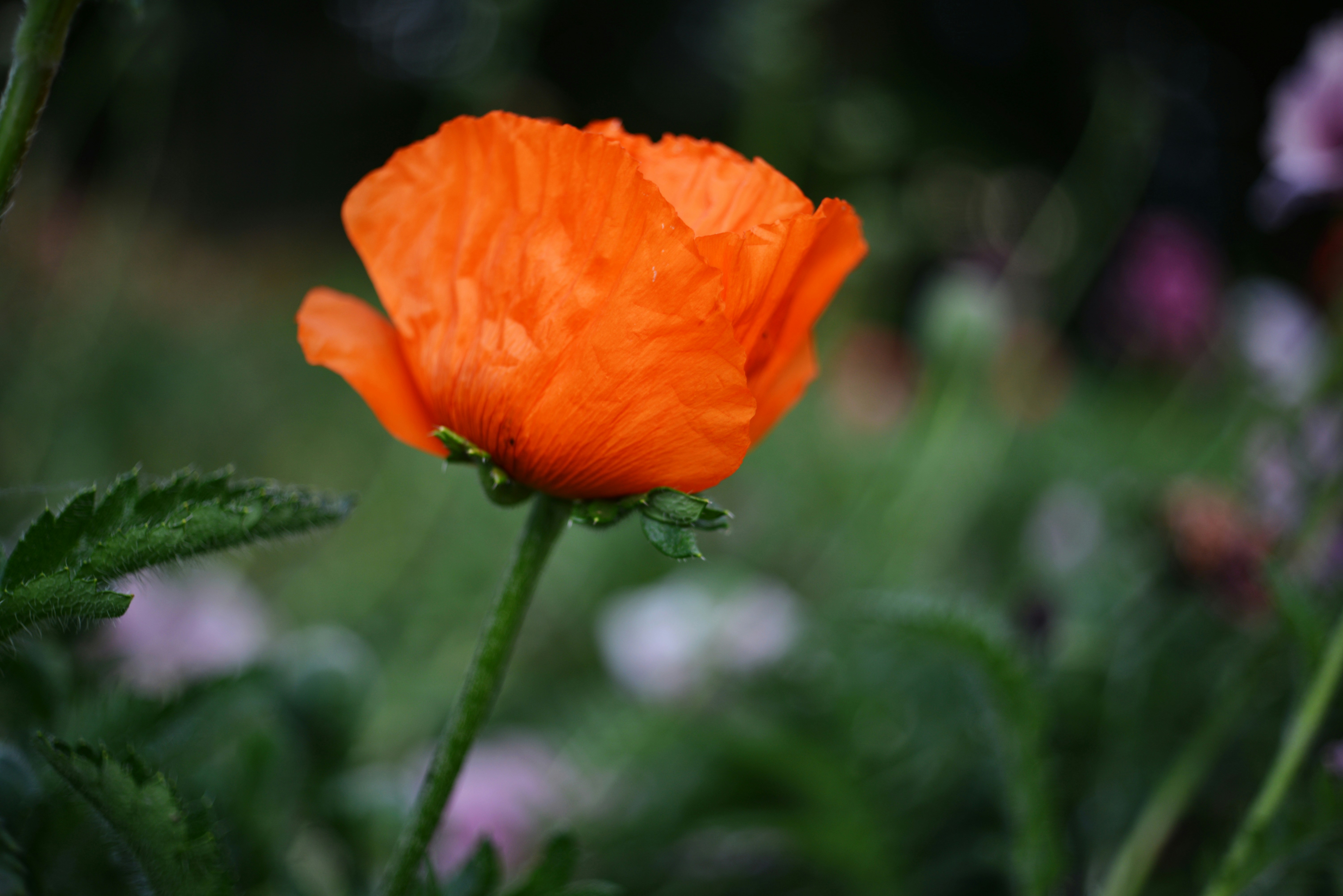 Photo by cherstve_pechivo