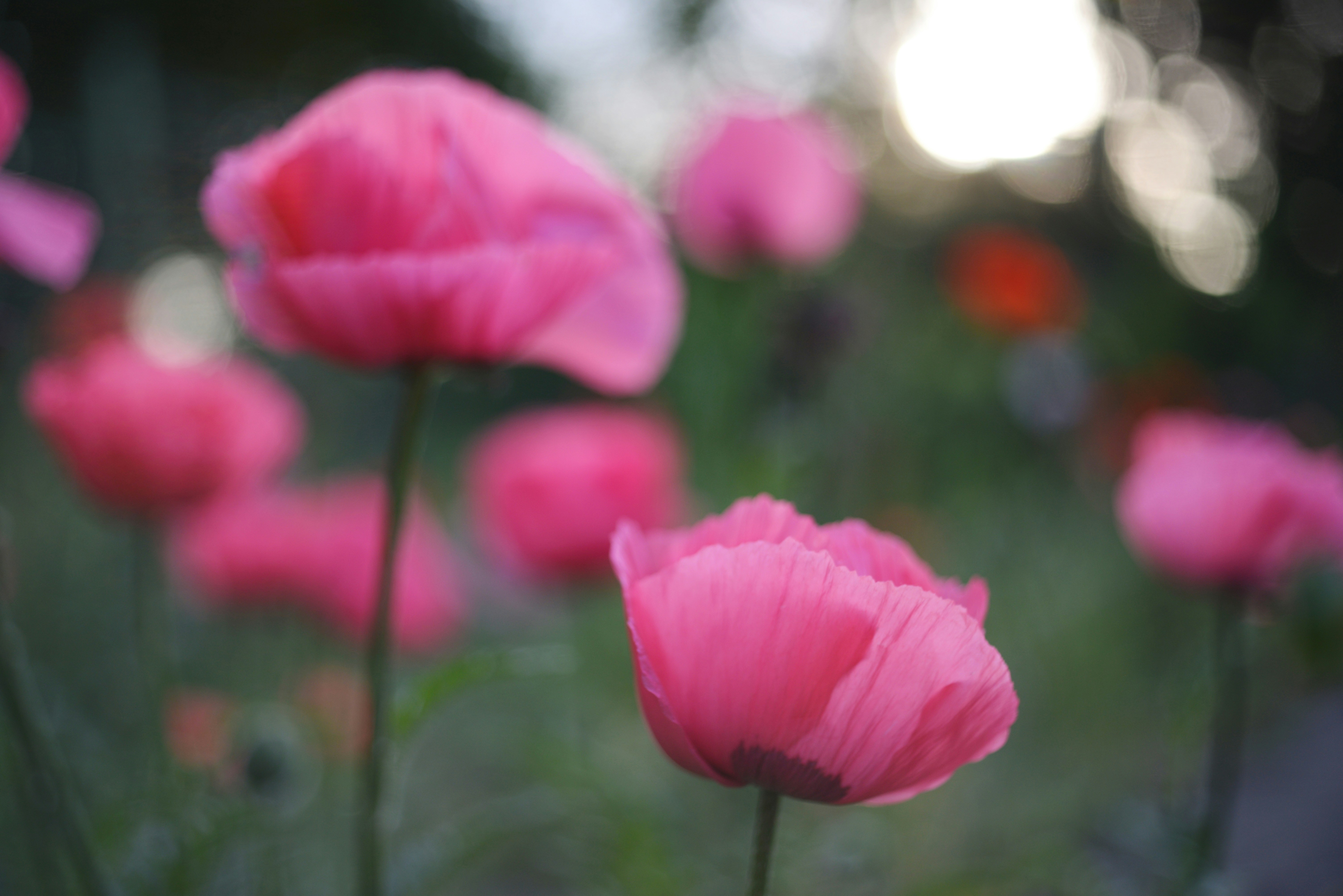 Photo by cherstve_pechivo