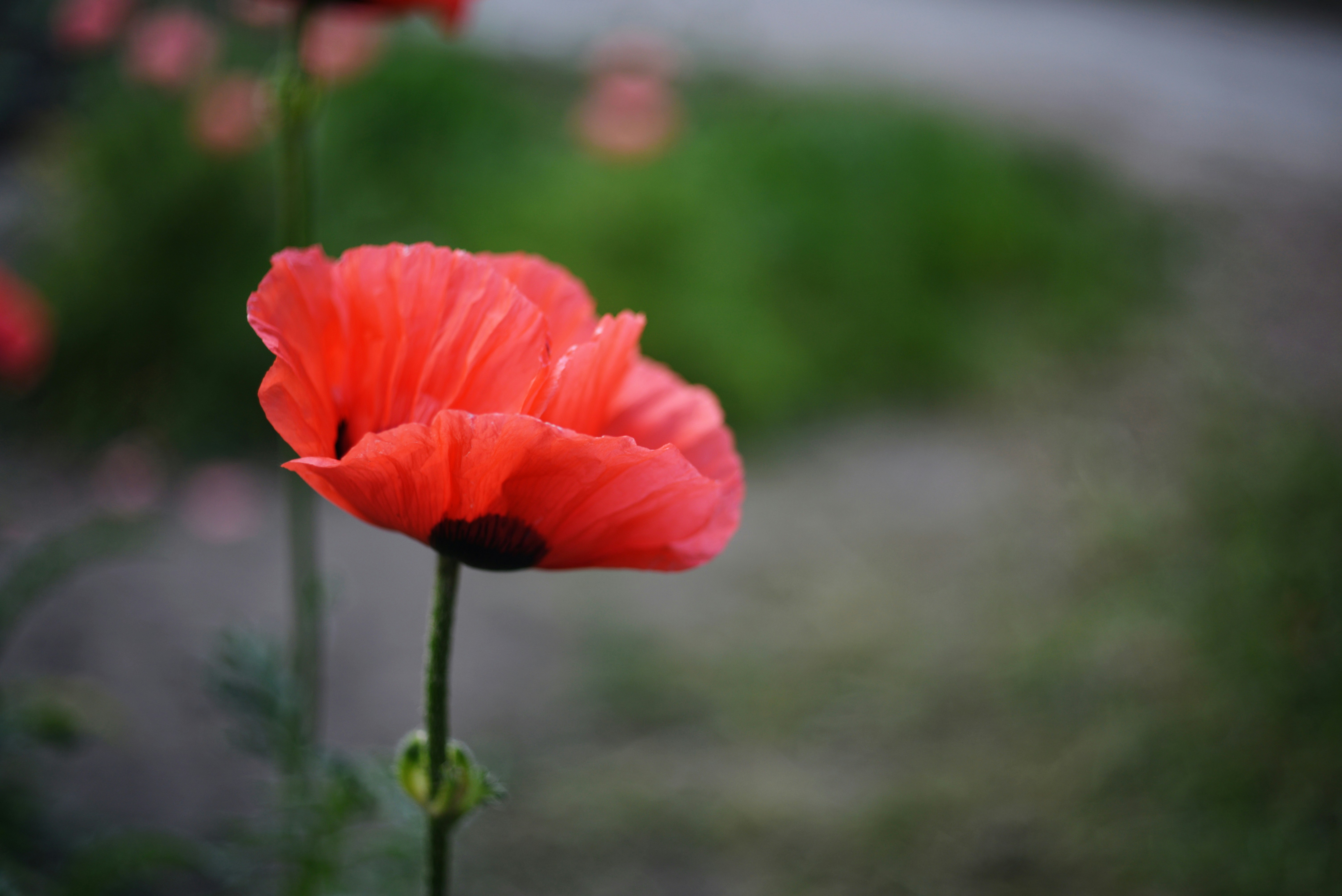 Photo by cherstve_pechivo