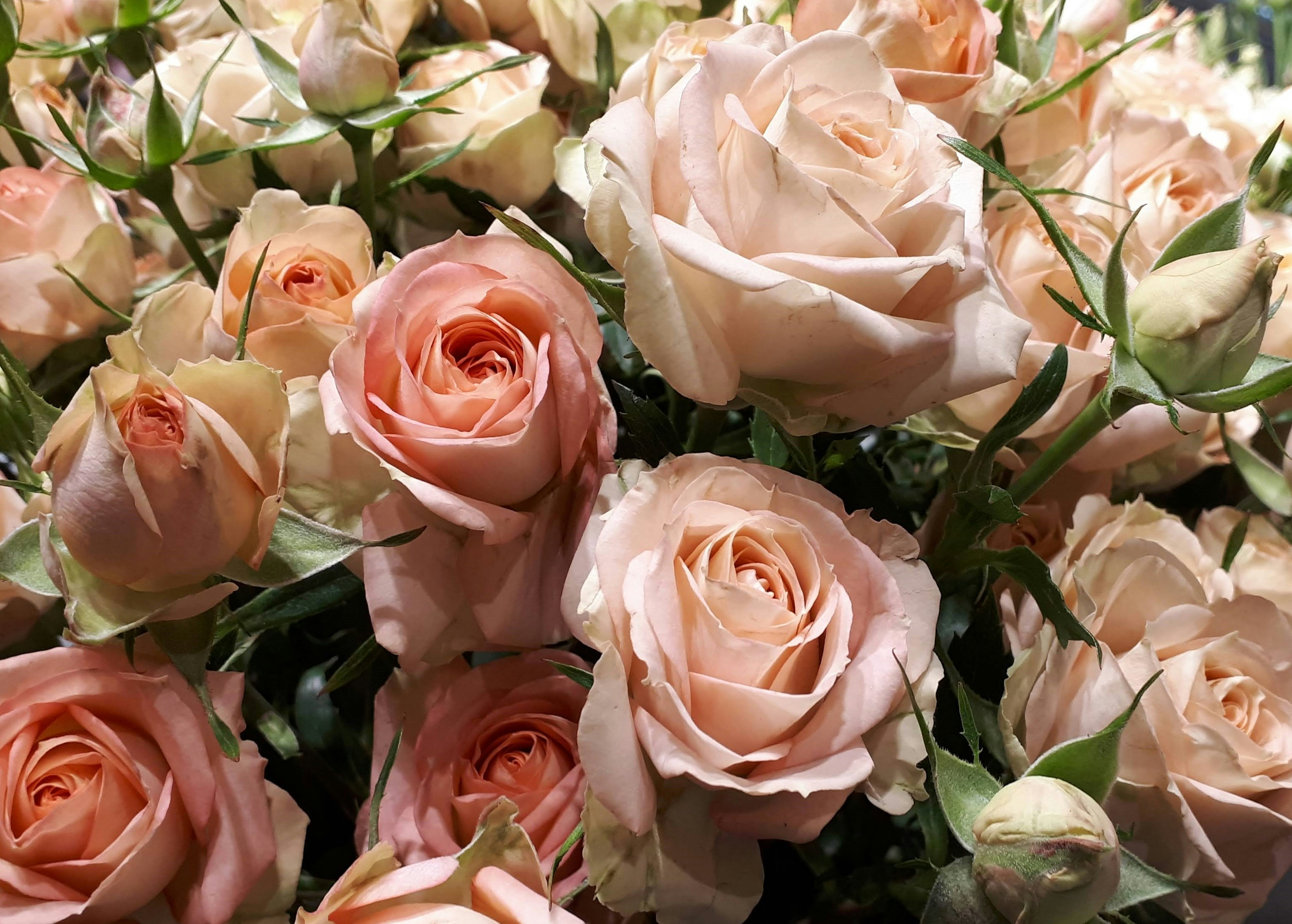 A close up of a bunch of pink roses photo – Free Flower Image on Unsplash