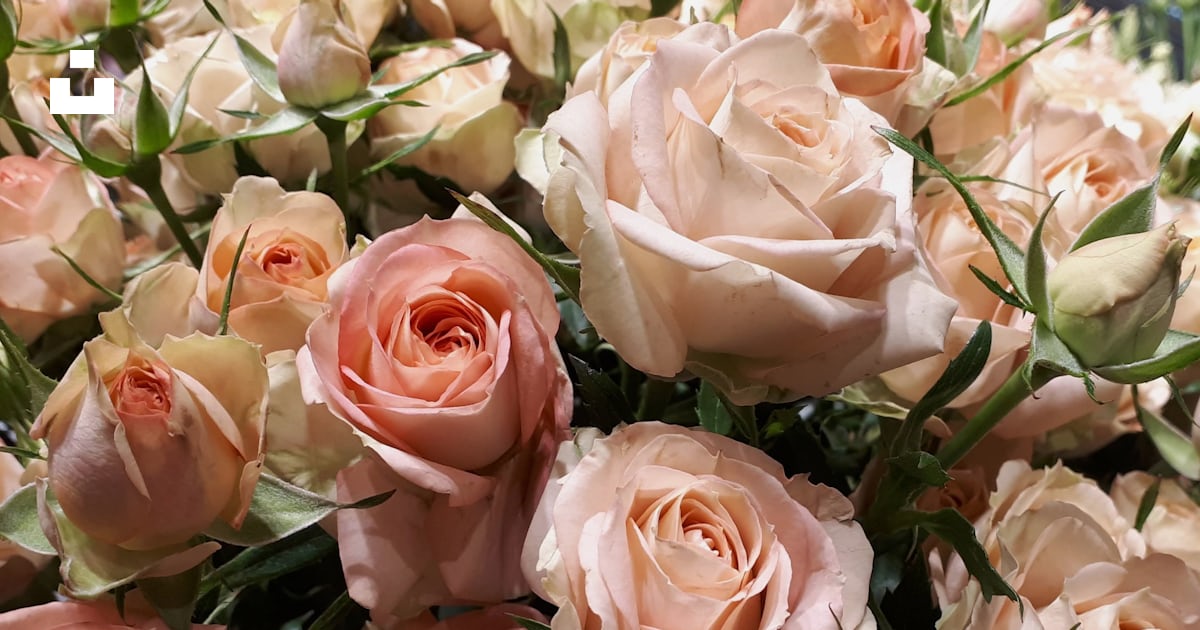 A close up of a bunch of pink roses photo – Free Flower Image on Unsplash