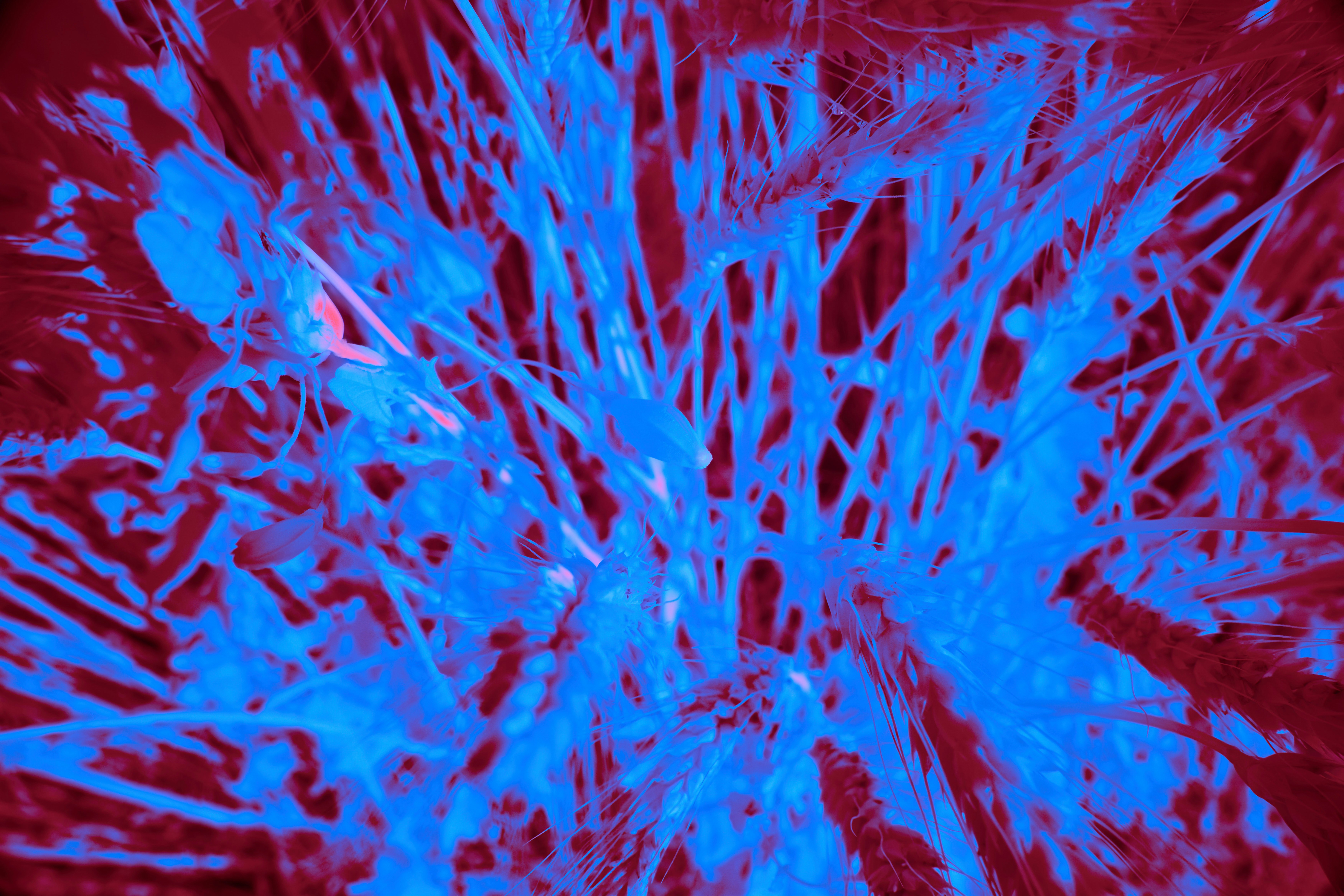 Photo by wolfgang_hasselmann